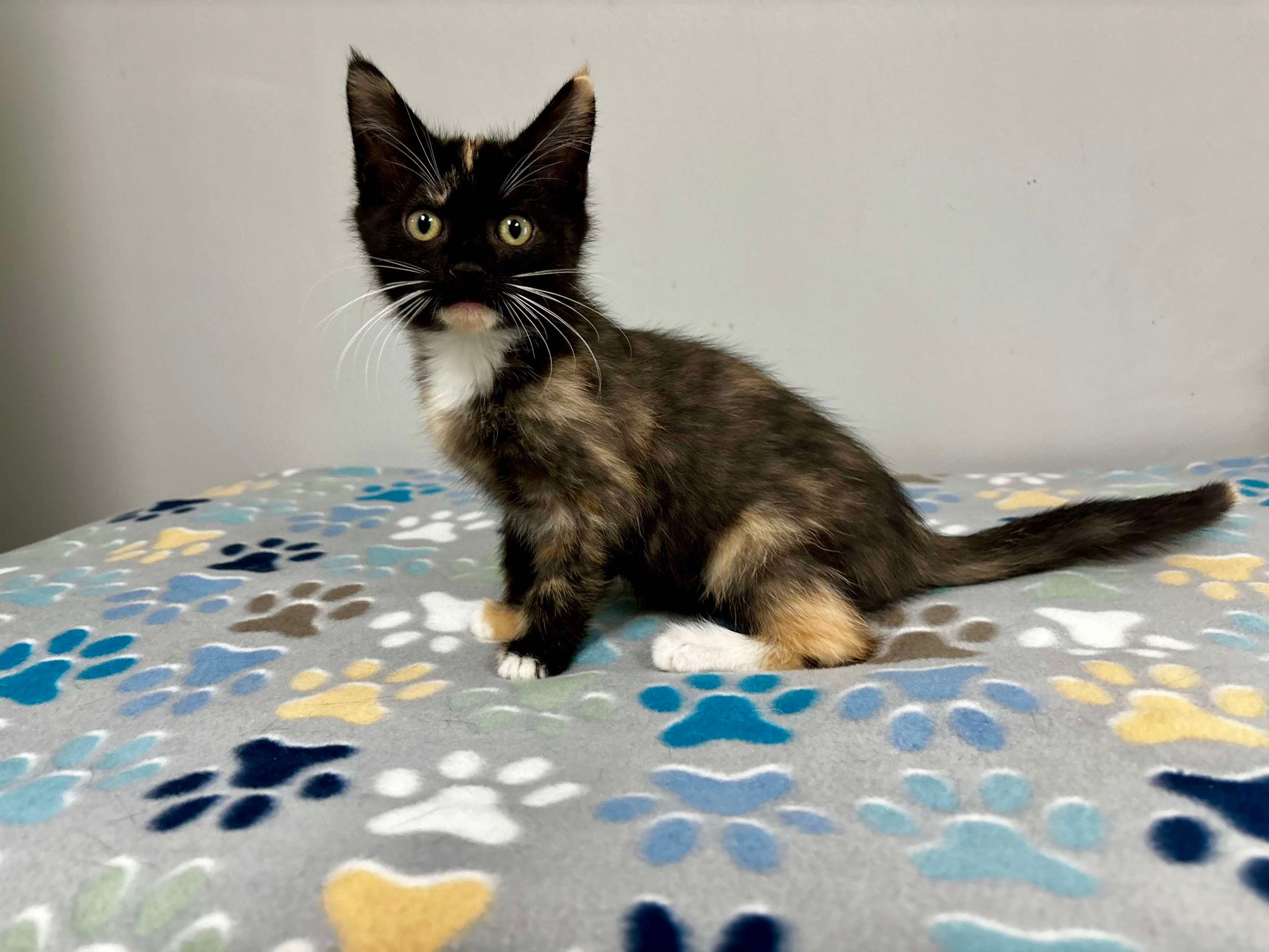 Cat for adoption Sweet Tea, a Domestic Short Hair & American