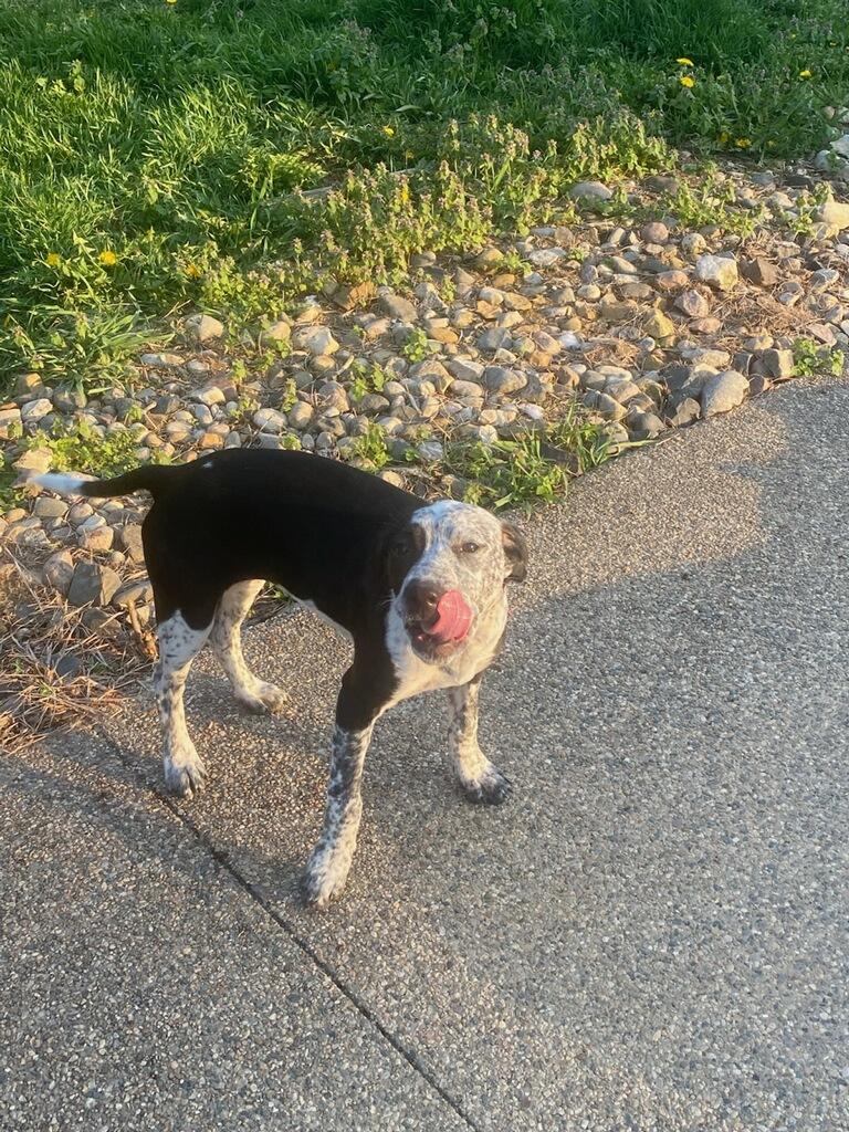 Enlarge Sofia - In Foster, a ADOPTABLE mixed breed in Kalamazoo, MI image 1/5