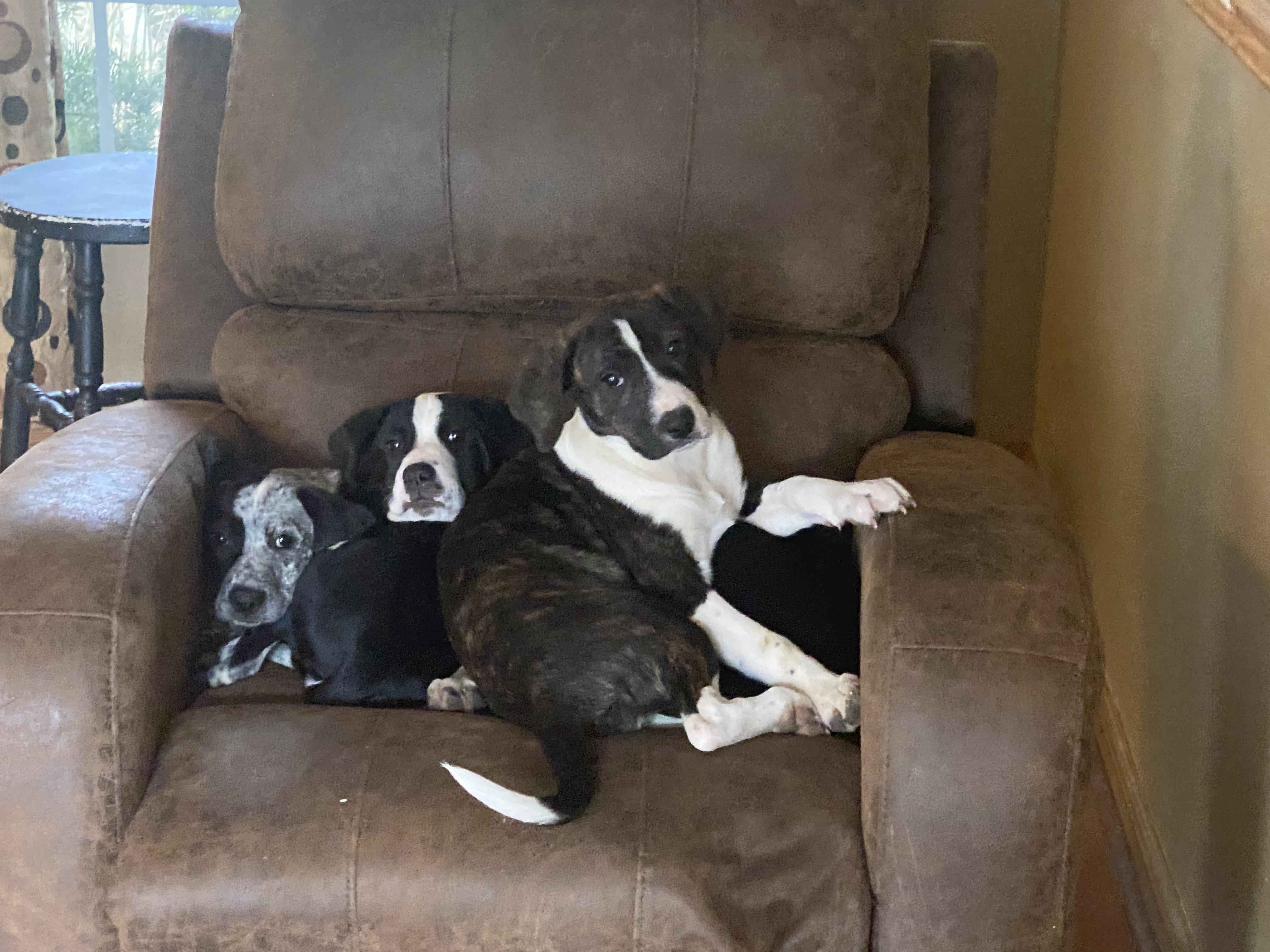 Enlarge Sofia - In Foster, a ADOPTABLE mixed breed in Kalamazoo, MI image 5/5