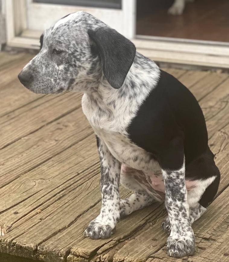 Enlarge Sofia - In Foster, a ADOPTABLE mixed breed in Kalamazoo, MI image 2/5