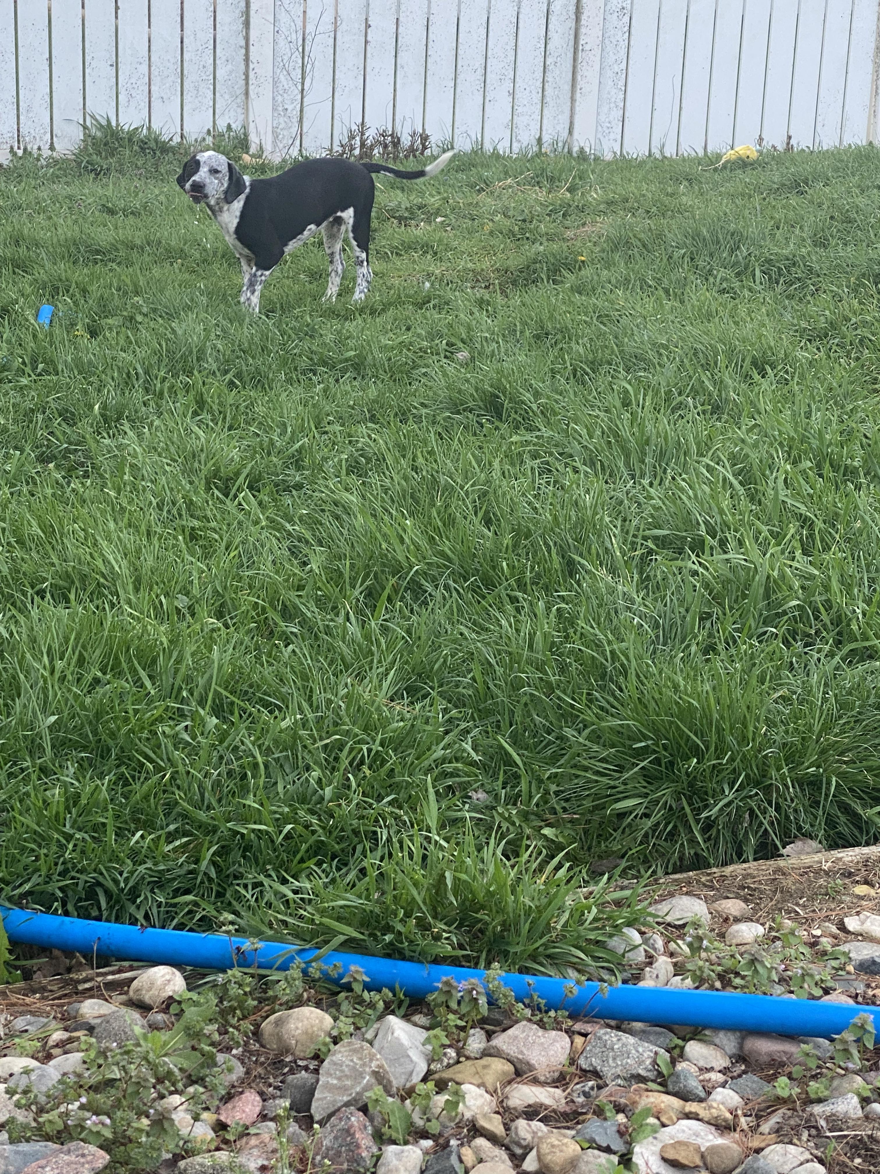 Enlarge Sofia - In Foster, a ADOPTABLE mixed breed in Kalamazoo, MI image 3/5