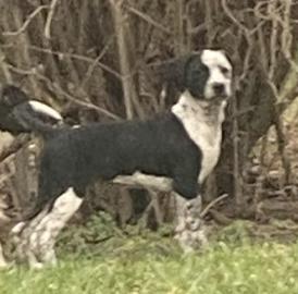 Enlarge Sofia - In Foster, a ADOPTABLE mixed breed in Kalamazoo, MI image 4/5