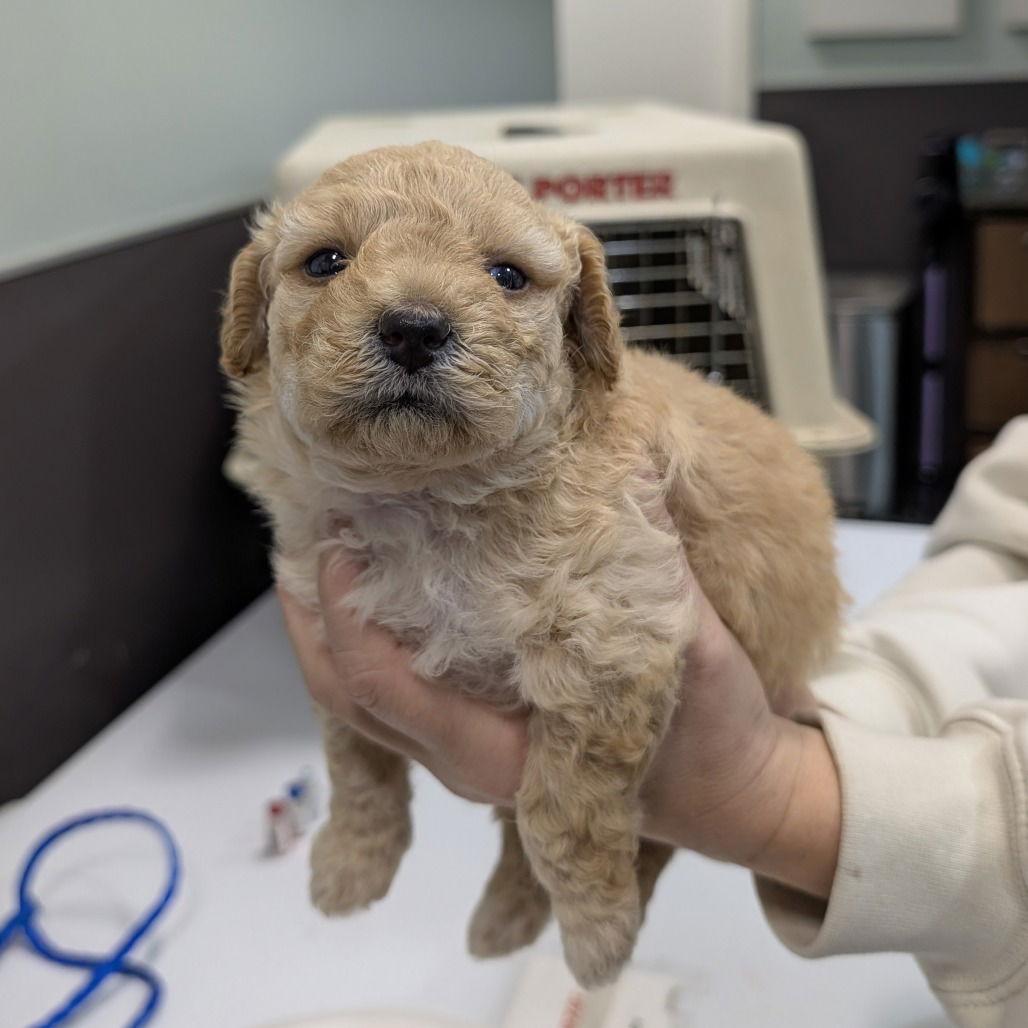 LATTE, Adopted, Puppy Male Yorkshire Terrier.