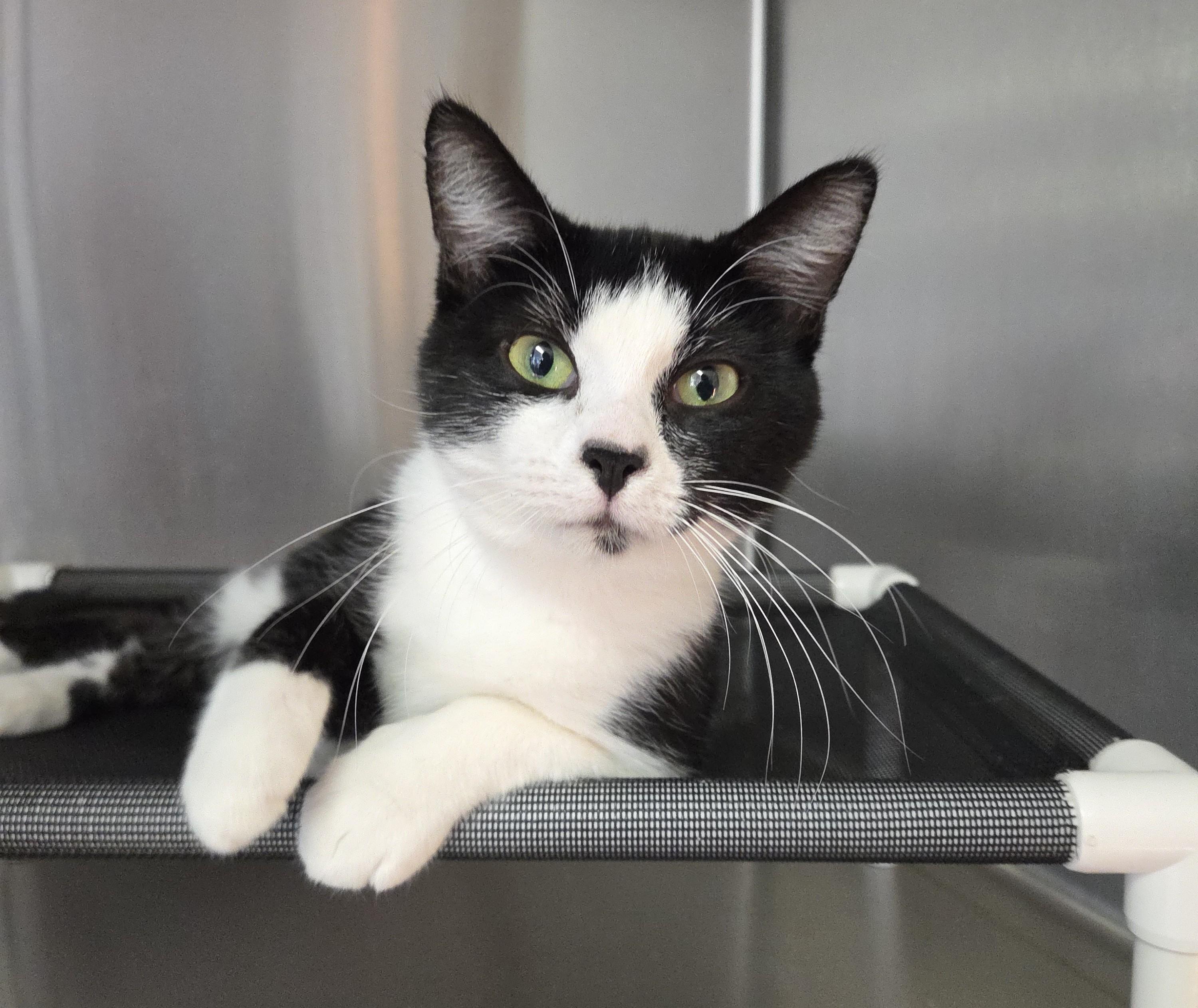 Enlarge Giuseppe, a Adoptable mixed breed in Lexington, MI image 1/3