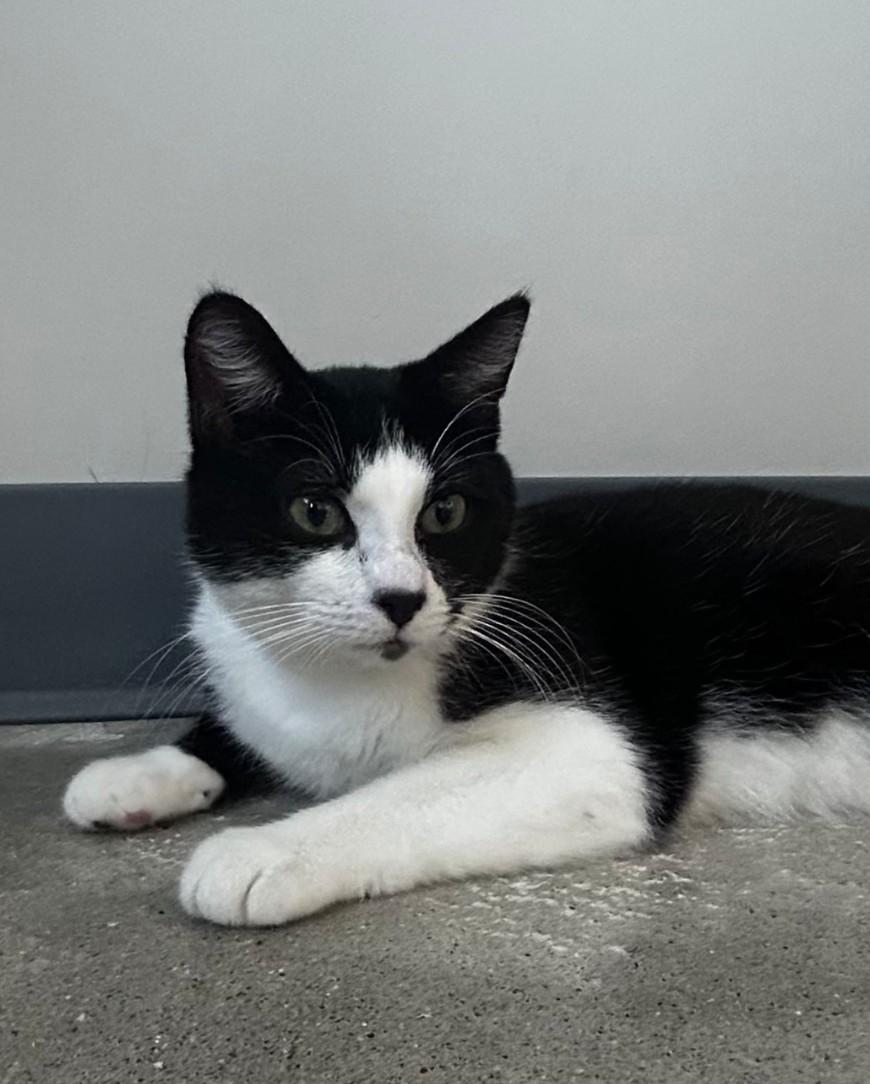 Enlarge Giuseppe, a Adoptable mixed breed in Lexington, MI image 3/3