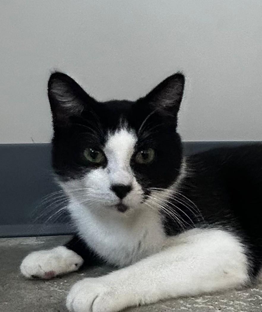 Enlarge Giuseppe, a Adoptable mixed breed in Lexington, MI image 2/3