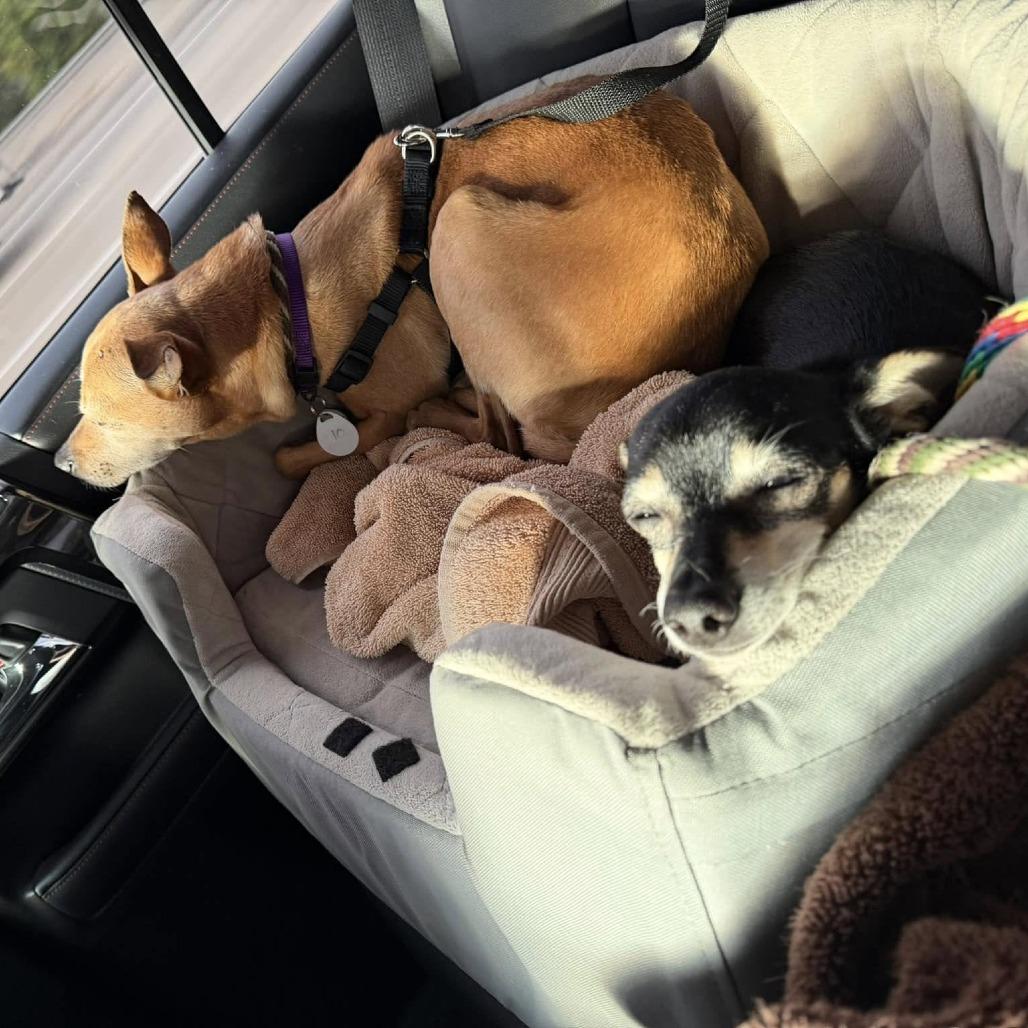 Nala Panera, Adoptable, Senior Female Chihuahua.