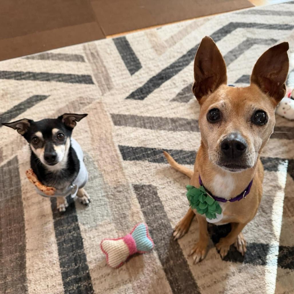 Nala Panera, a Adoptable Chihuahua in Sonoma, CA image 5/6