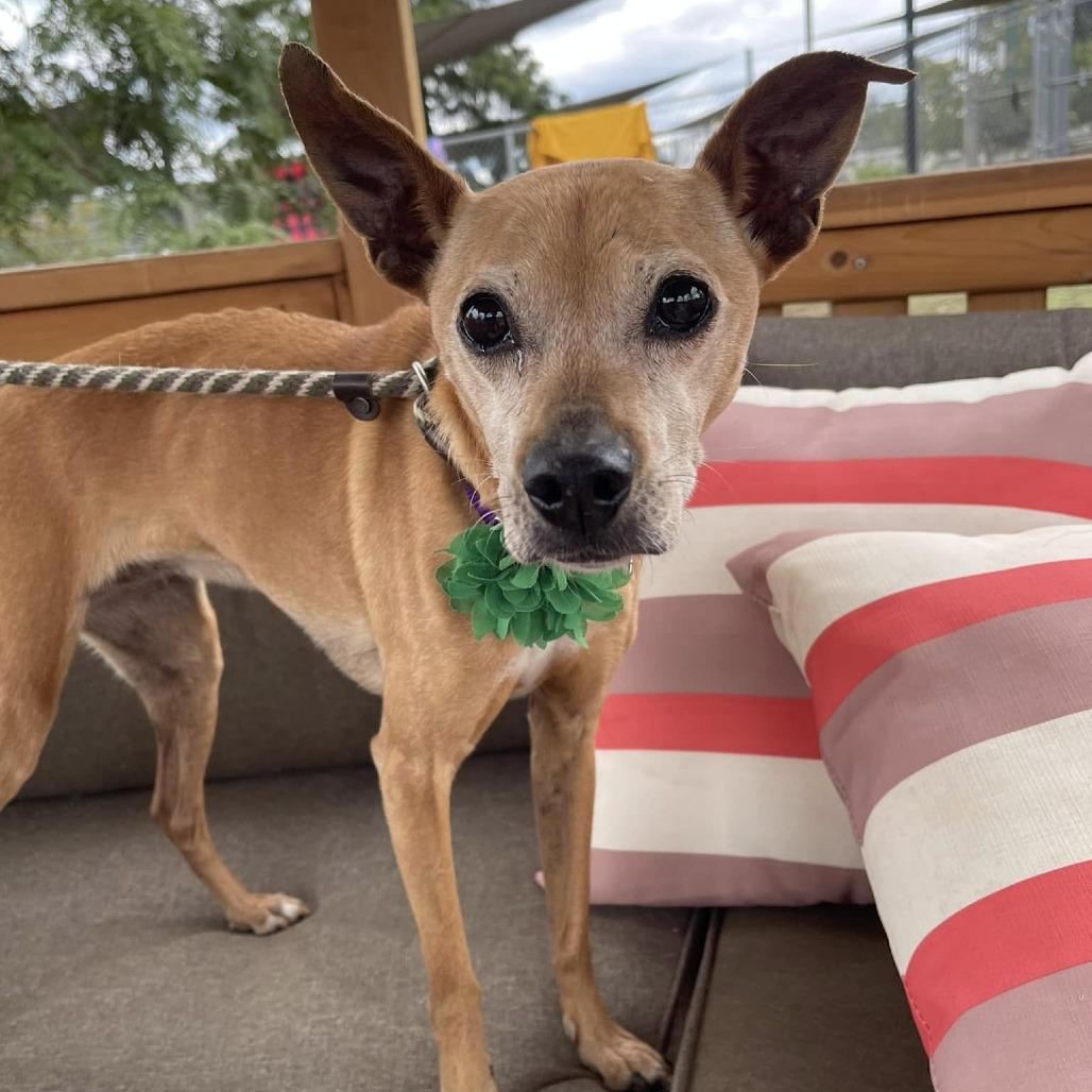 Nala Panera, a Adoptable Chihuahua in Sonoma, CA image 6/6