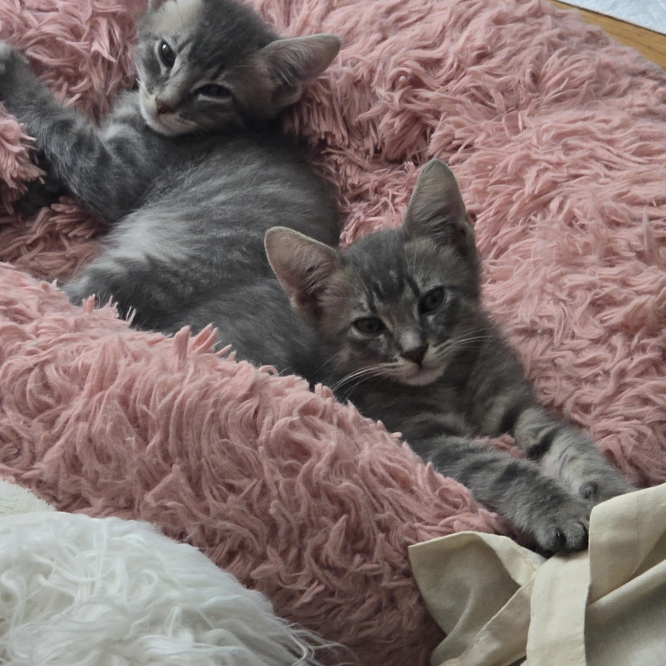 Sterling and Blu, Adoptable, Kitten Male Siamese & American Shorthair.