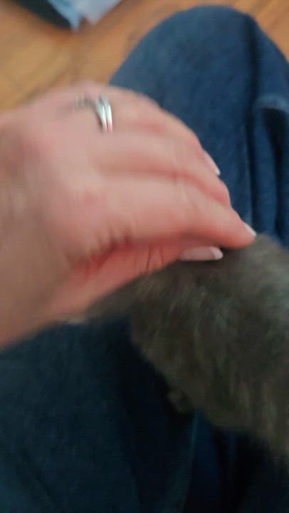 Enlarge Sterling and Blu, a Adoptable mixed breed in North Hollywood, CA video 6/6