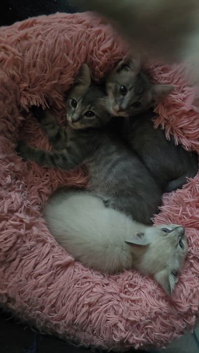 Enlarge Sterling and Blu, a Adoptable mixed breed in North Hollywood, CA video 5/6