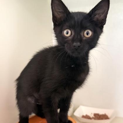 CLOUDY, adopted, Kitten Female Domestic Short Hair.