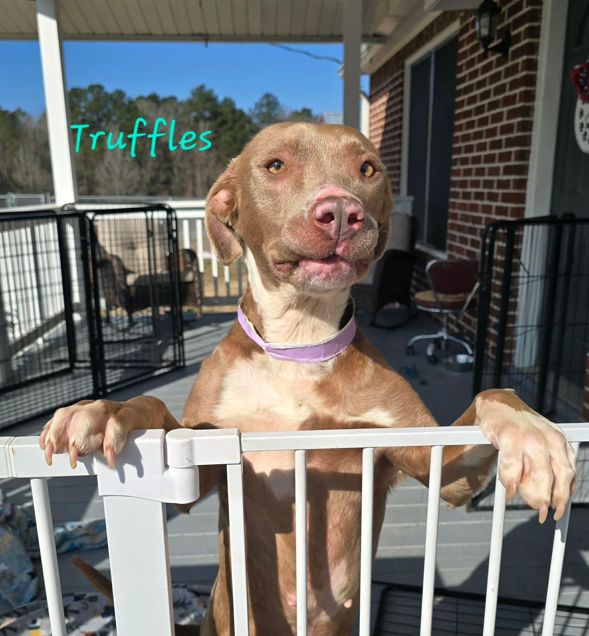 Enlarge Truffles, a ADOPTABLE mixed breed in Springhill, LA image 1/1