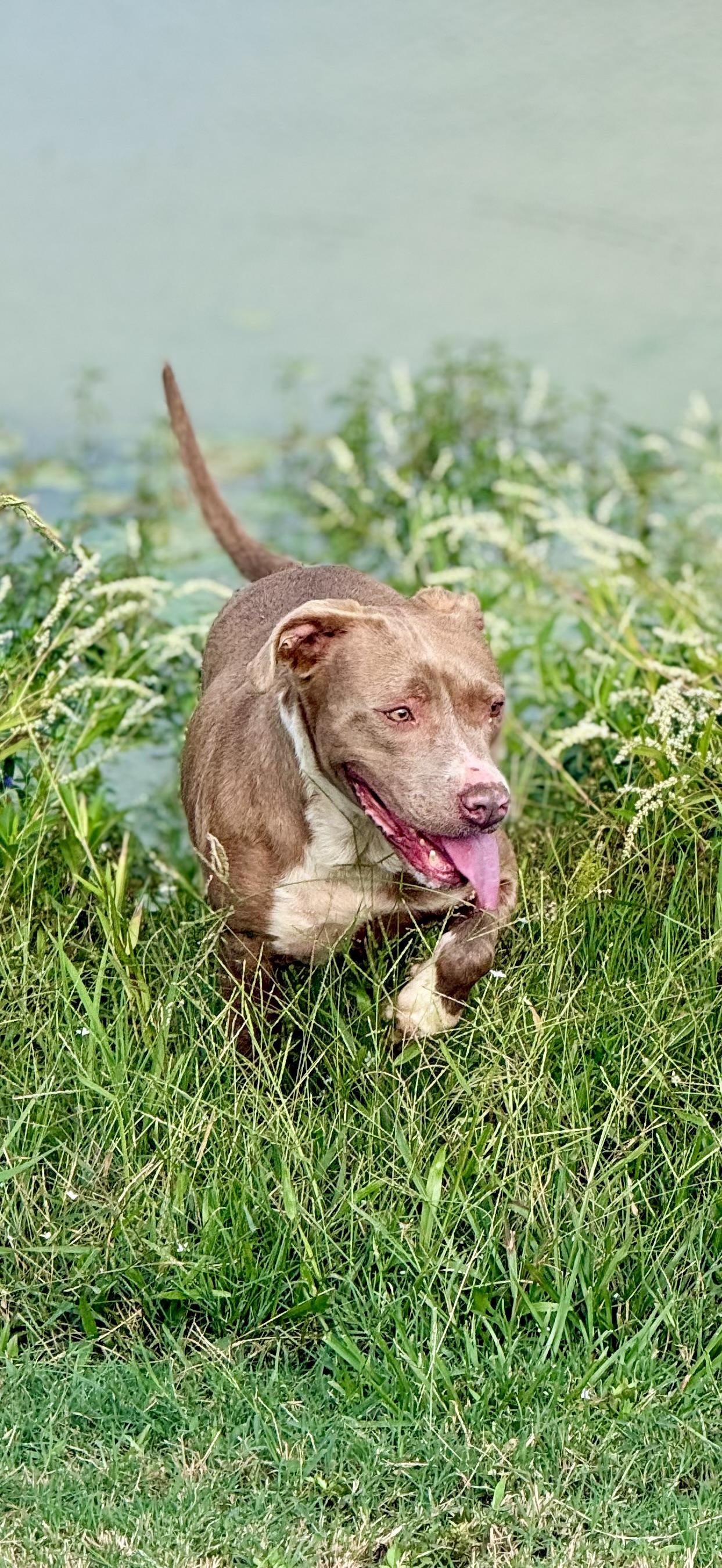 Enlarge Truffles, a Adoptable mixed breed in Springhill, LA image 2/6