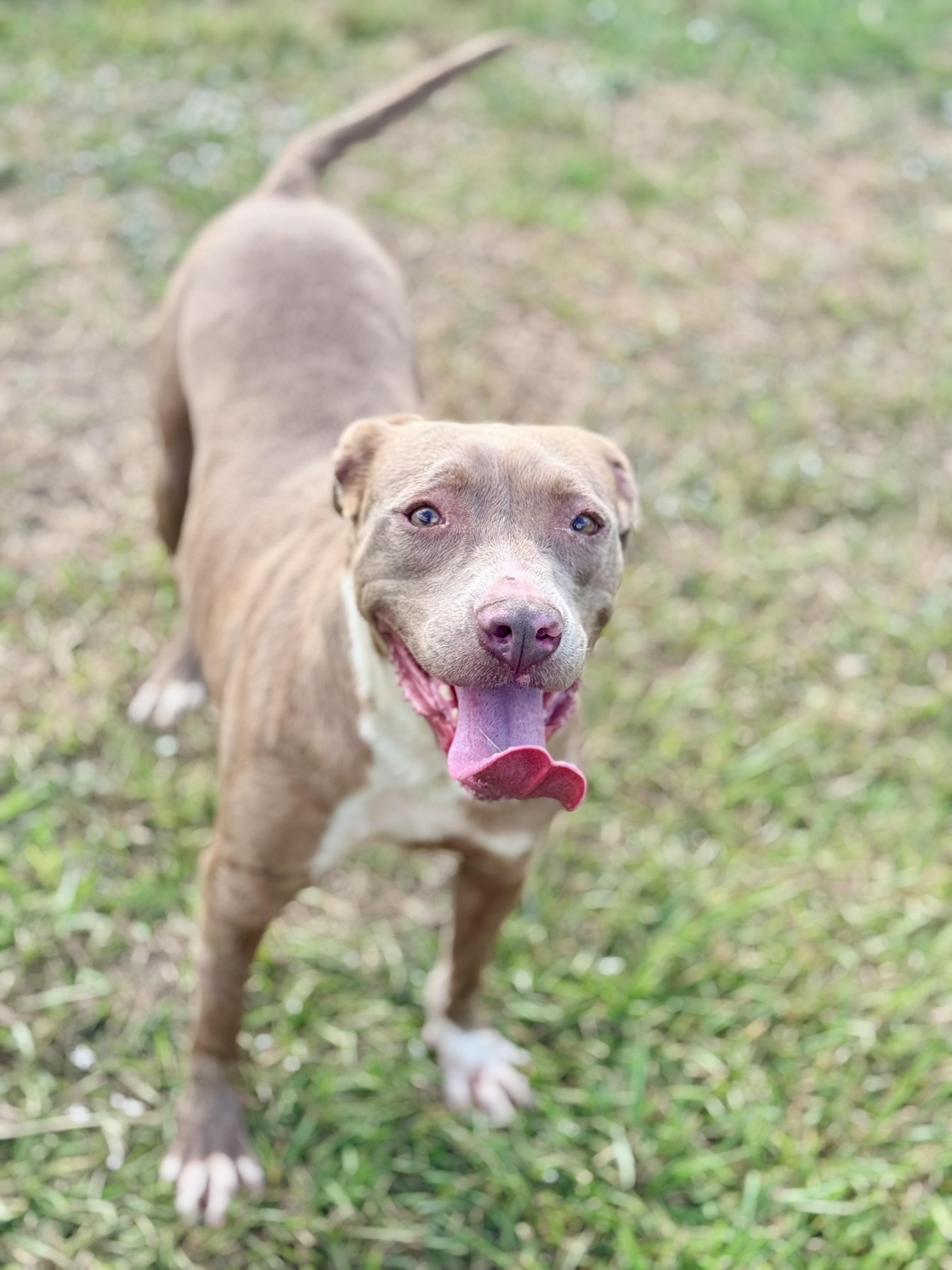 Truffles, Adoptable, Adult Female Mixed Breed.
