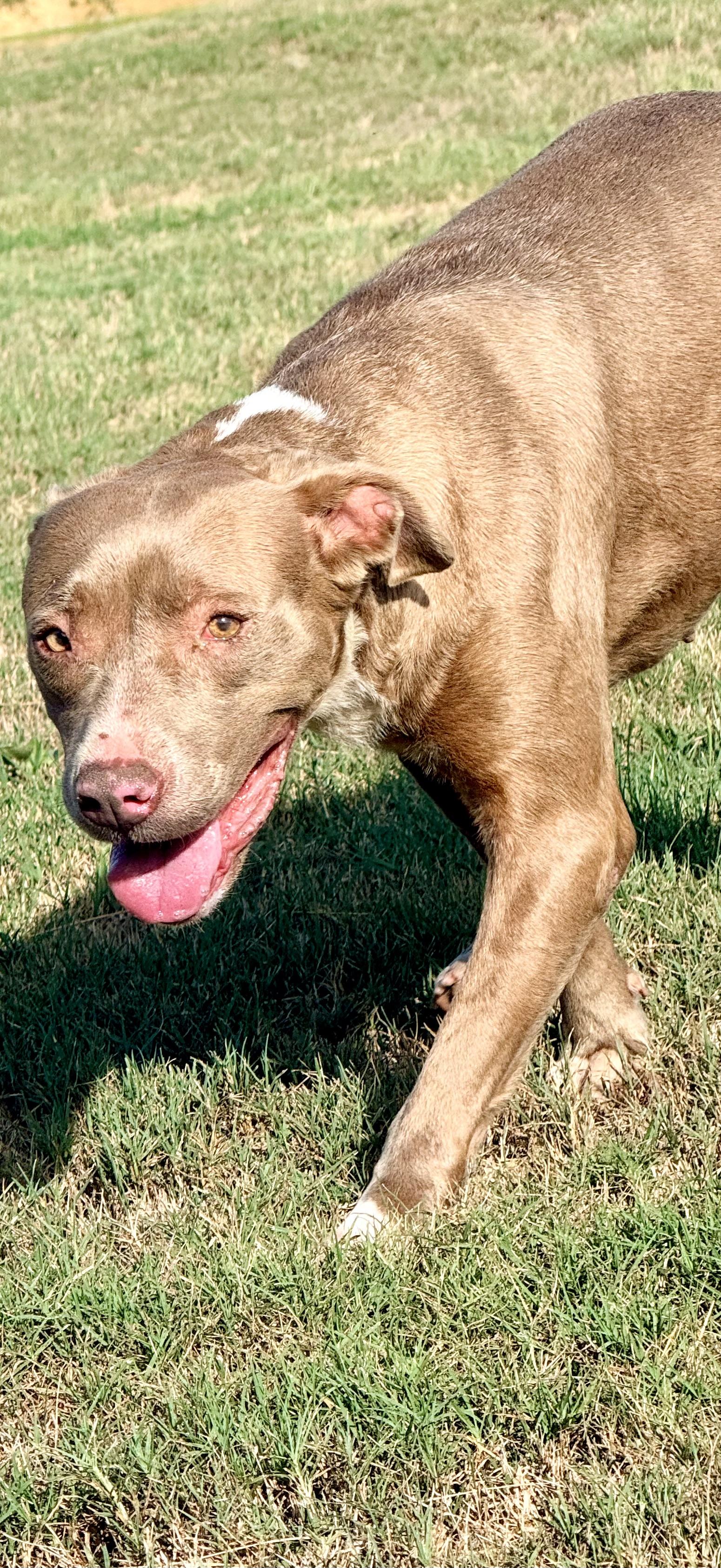 Enlarge Truffles, a Adoptable mixed breed in Springhill, LA image 5/6
