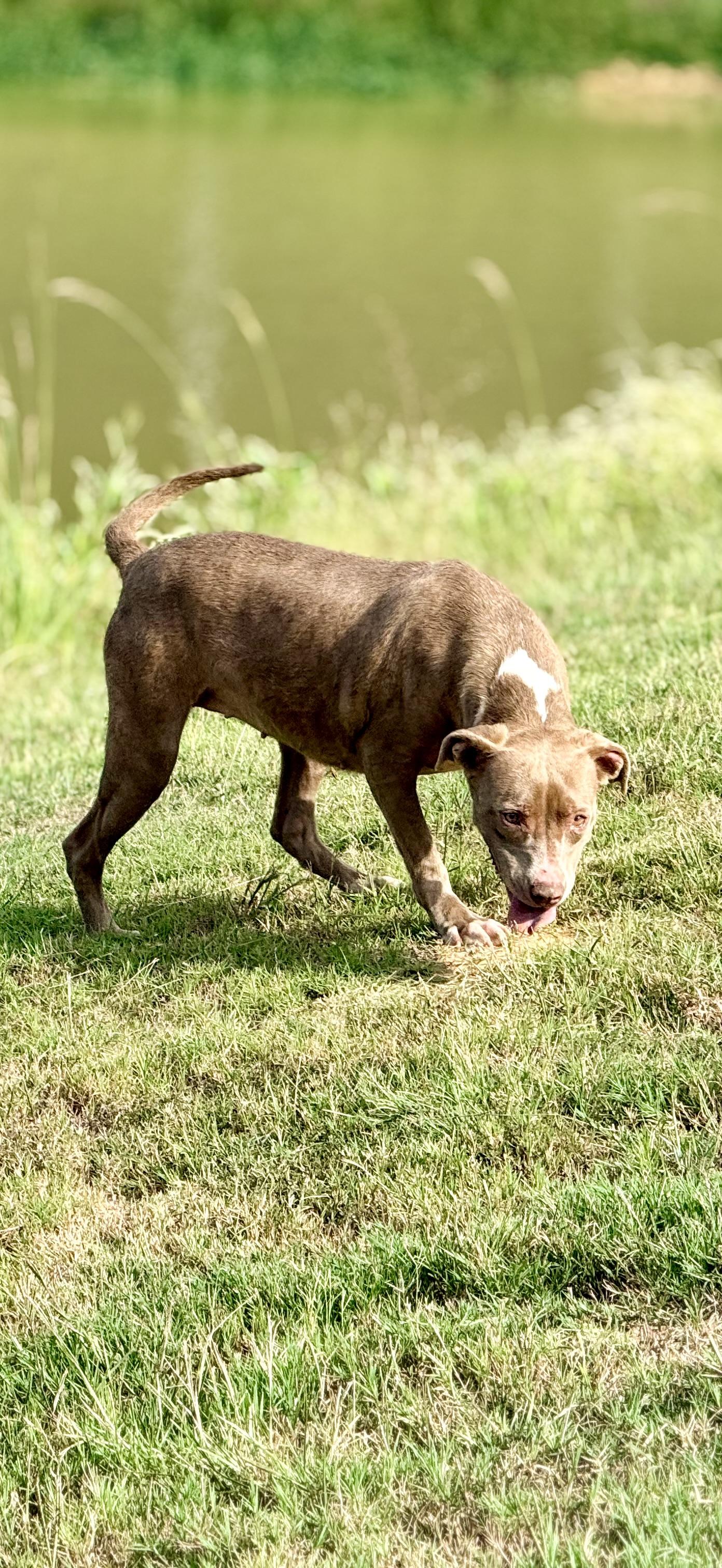 Enlarge Truffles, a Adoptable mixed breed in Springhill, LA image 4/6