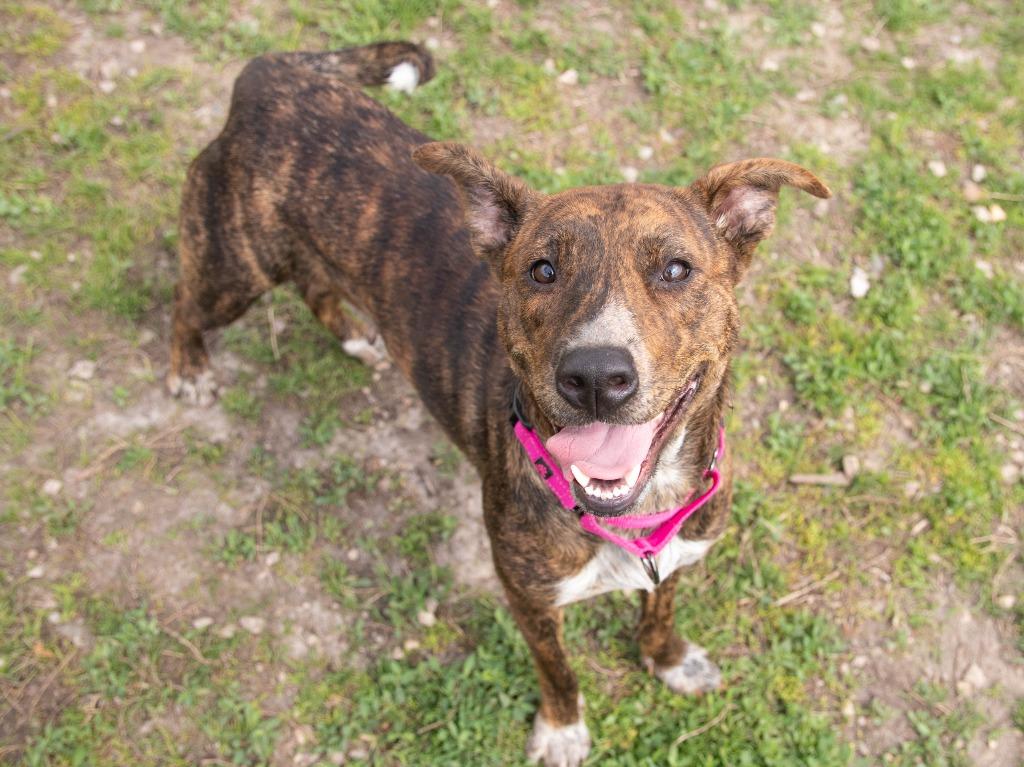 Enlarge Irina, a Adoptable mixed breed in Lansing, KS image 1/1