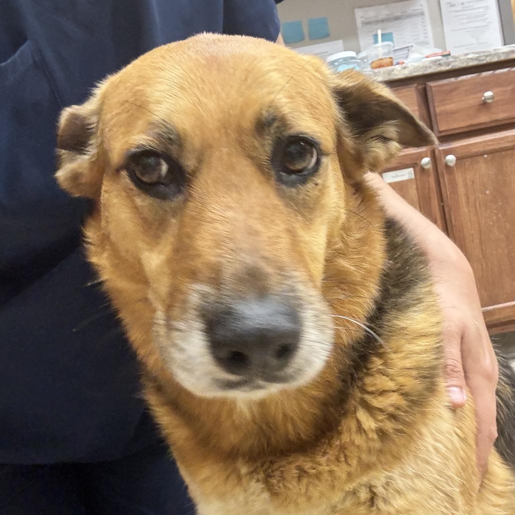 Enlarge Bre - 042101U, a Adoptable mixed breed in Tupelo, MS image 2/2