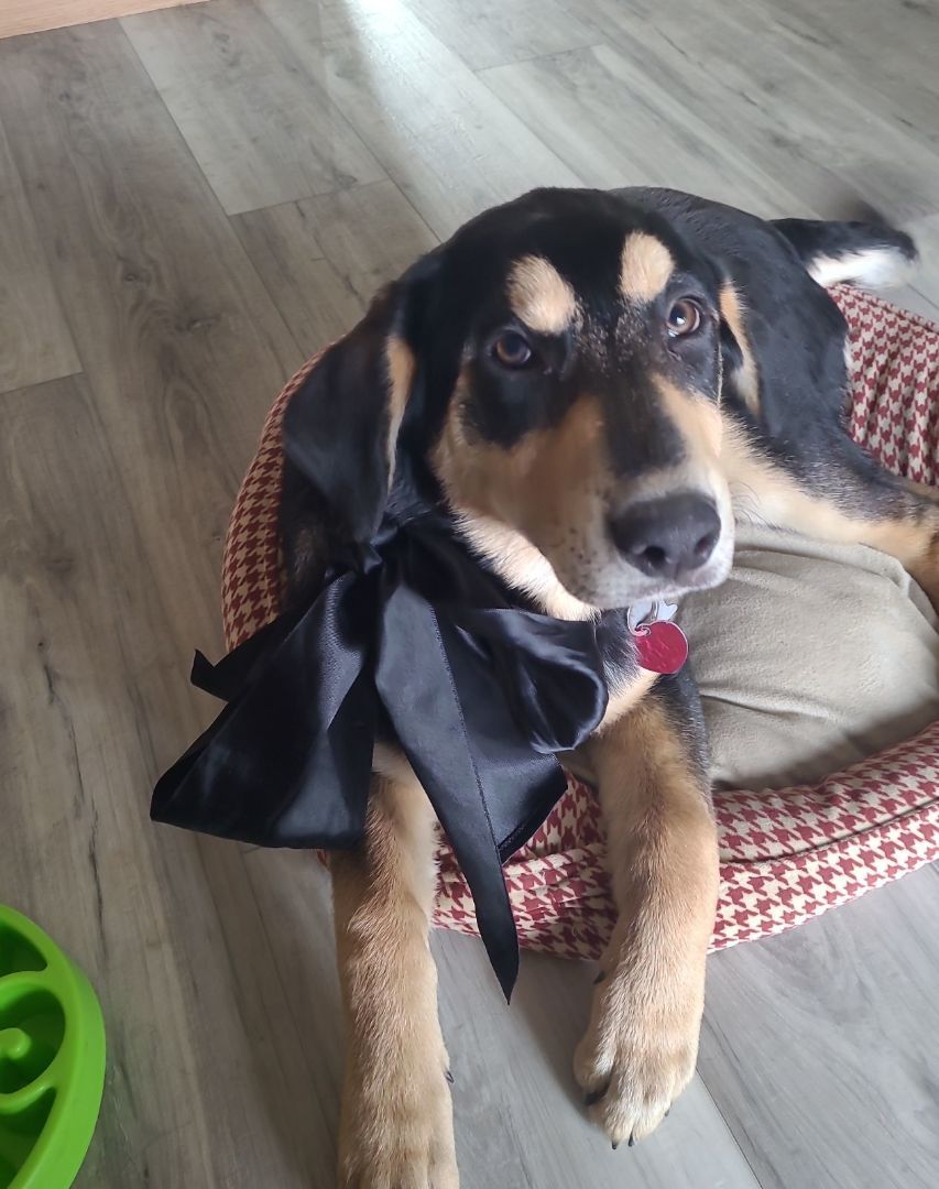 Sugar - adoption pending, Adopted, Puppy Female Shepherd.