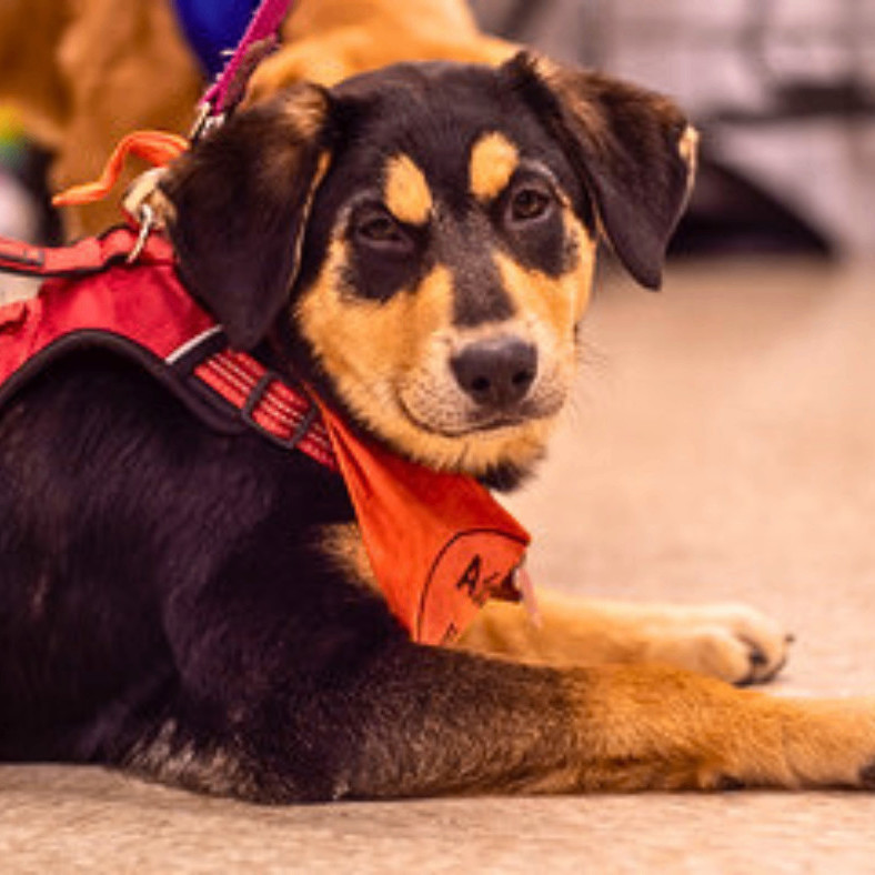 Enlarge Sugar - adoption pending, a Adopted mixed breed in Minneapolis, MN image 3/4