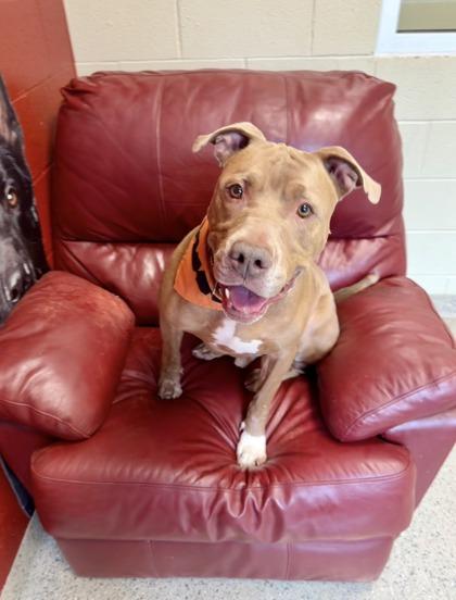 Arthur, Adoptable, Adult Male Pit Bull Terrier & Mixed Breed.