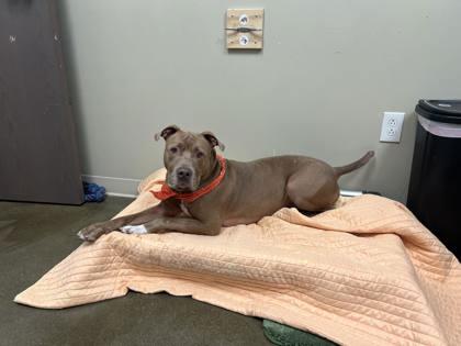 Arthur, Adoptable, Adult Male Pit Bull Terrier & Mixed Breed.