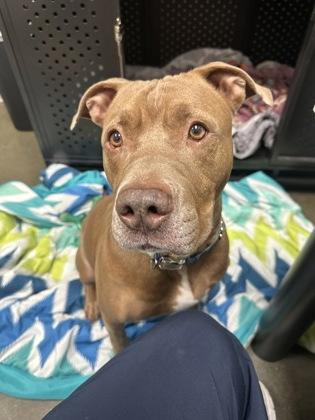 Enlarge Arthur, a Adoptable mixed breed in Fishers, IN image 1/3