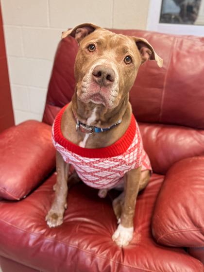 Enlarge Arthur, a Adoptable mixed breed in Fishers, IN image 2/3