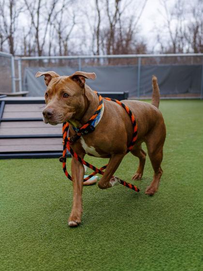 Enlarge Arthur, a Adoptable mixed breed in Fishers, IN image 2/3