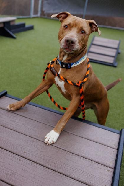 Enlarge Arthur, a Adoptable mixed breed in Fishers, IN image 3/3