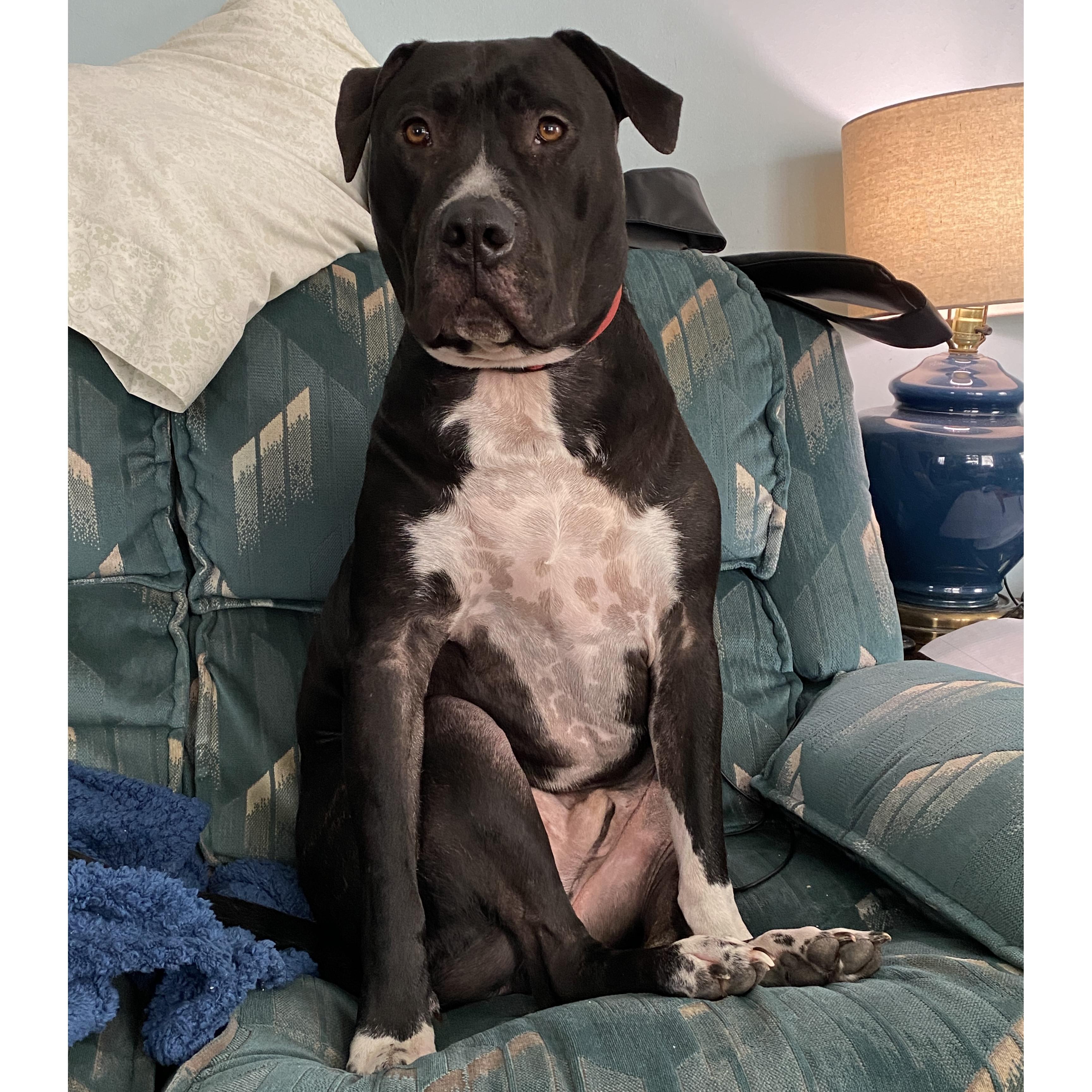 Enlarge Cody Clegane, a Adoptable mixed breed in Rochester, NY image 2/6