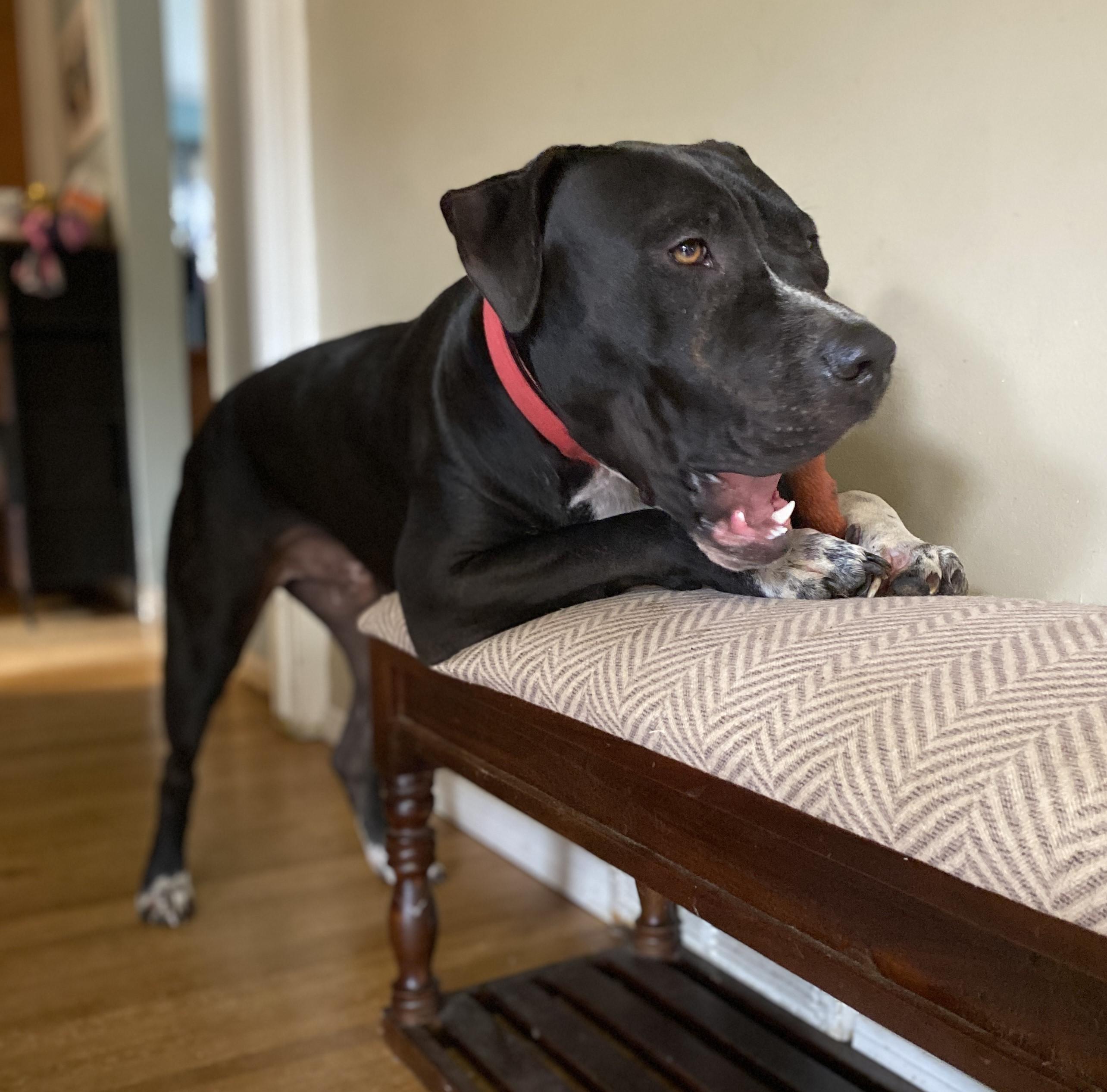 Enlarge Cody Clegane, a Adoptable mixed breed in Rochester, NY image 4/6
