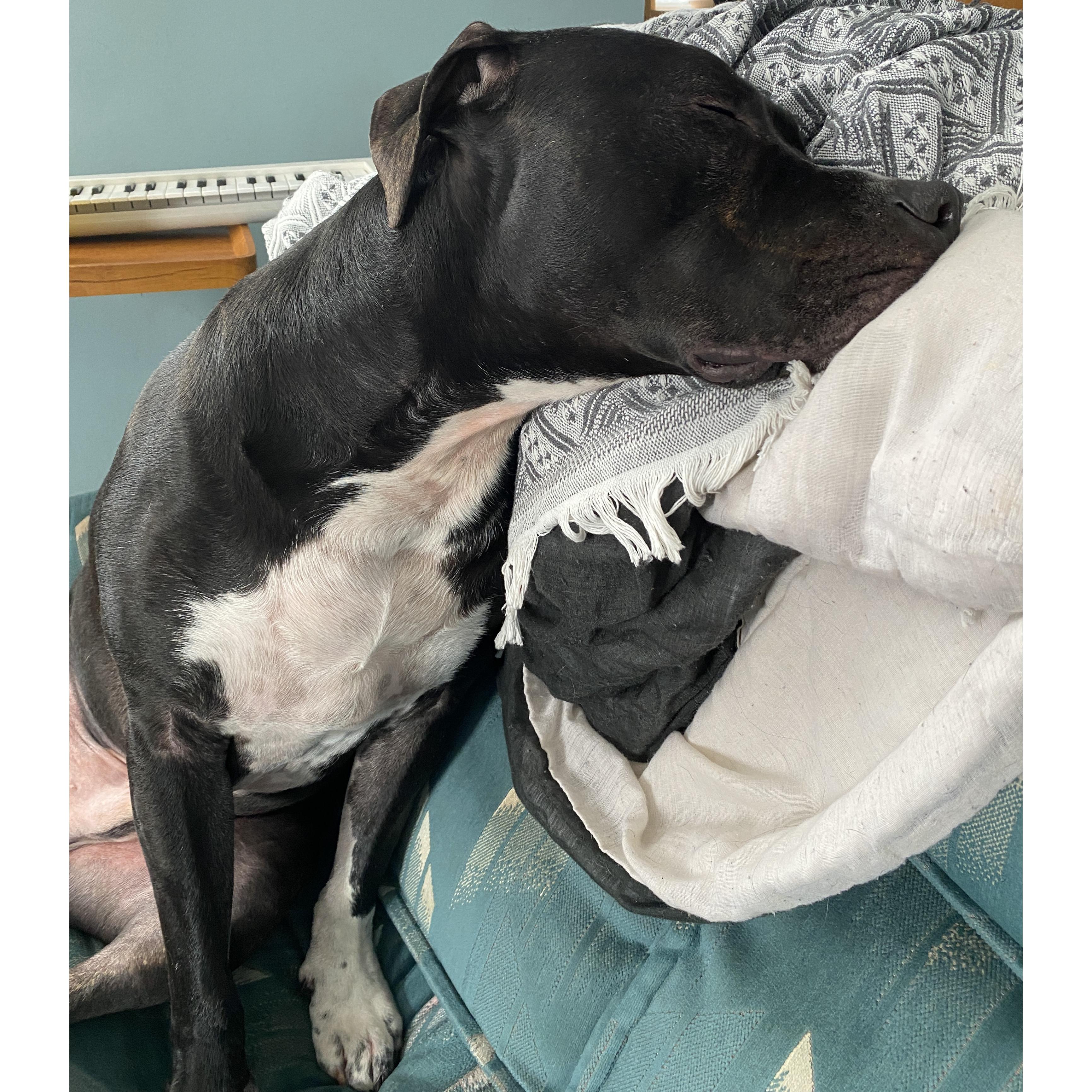 Enlarge Cody Clegane, a Adoptable mixed breed in Rochester, NY image 5/6