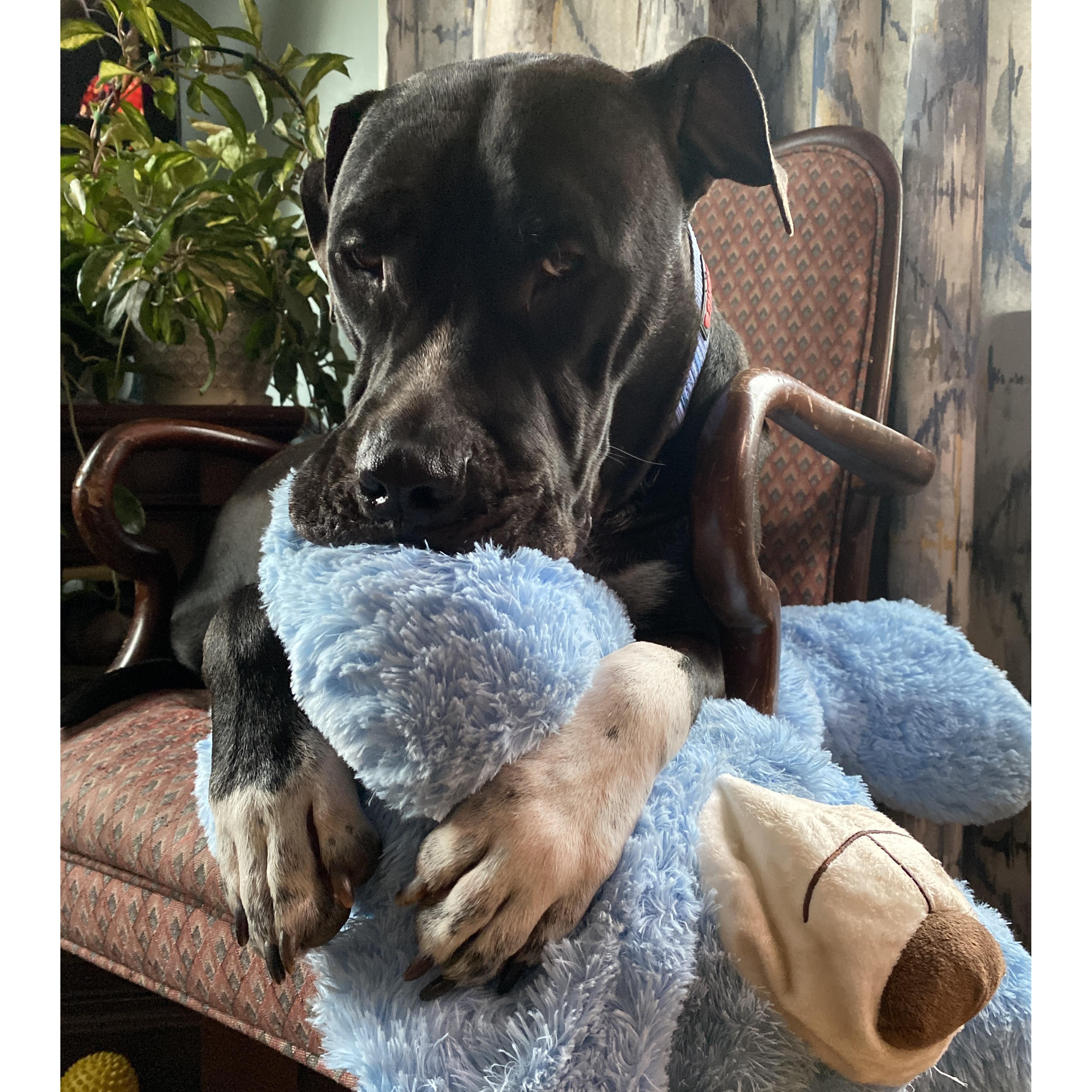 Enlarge Cody Clegane, a Adoptable mixed breed in Rochester, NY image 6/6