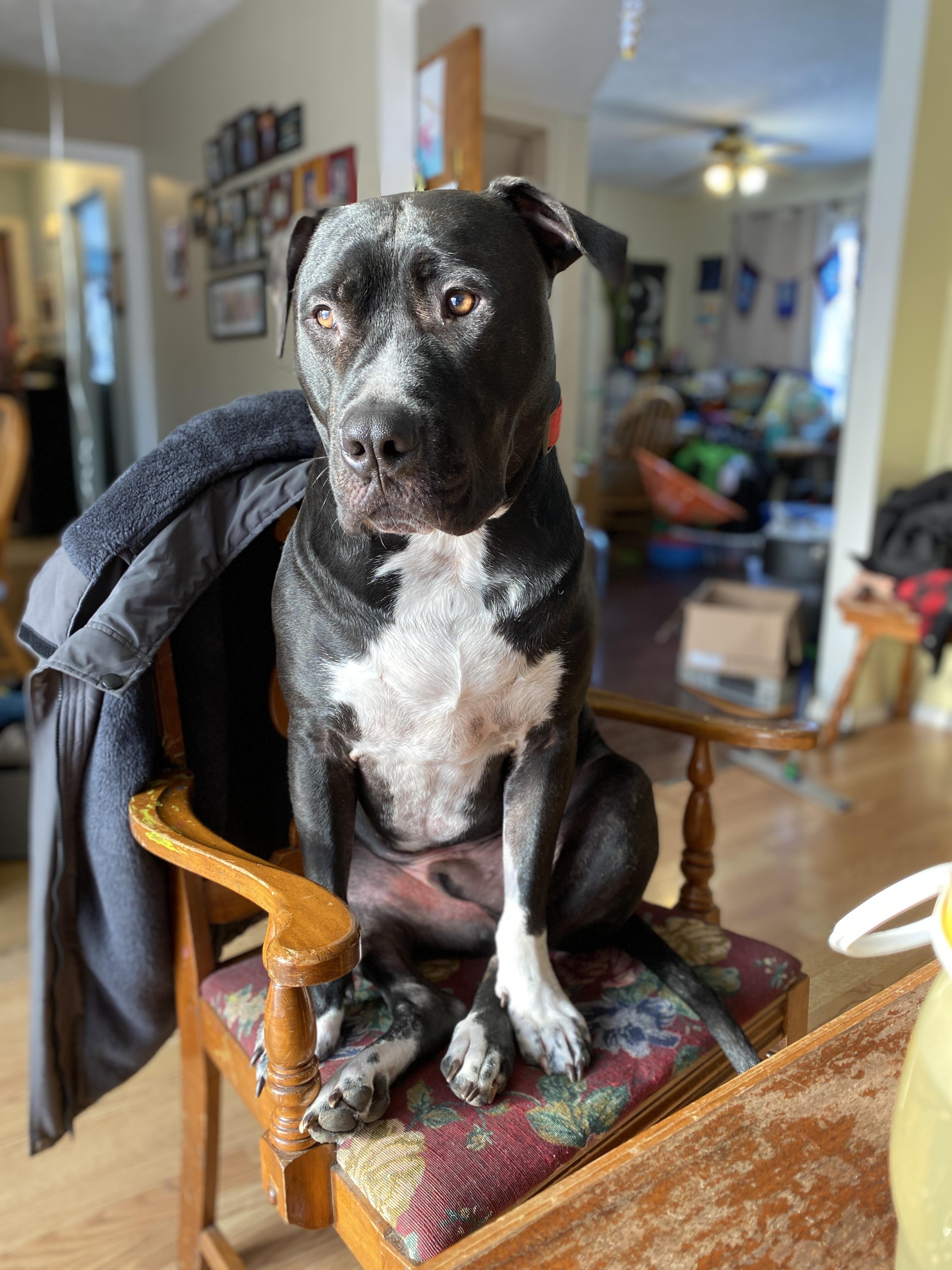 Cody Clegane, Adoptable, Adult Male Pit Bull Terrier & Labrador Retriever.
