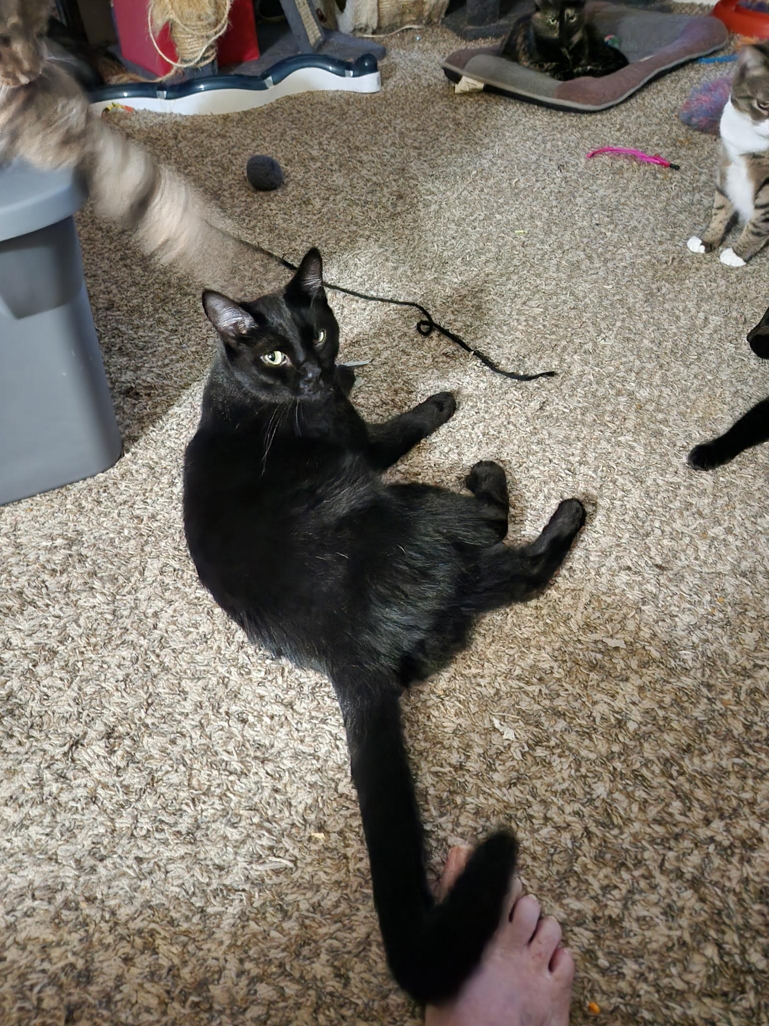 Enlarge Tinker, a Adoptable American Shorthair in Washington, IN image 1/1