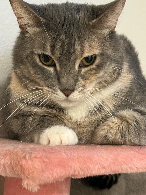 Julia, Adoptable, Adult Female Tabby.