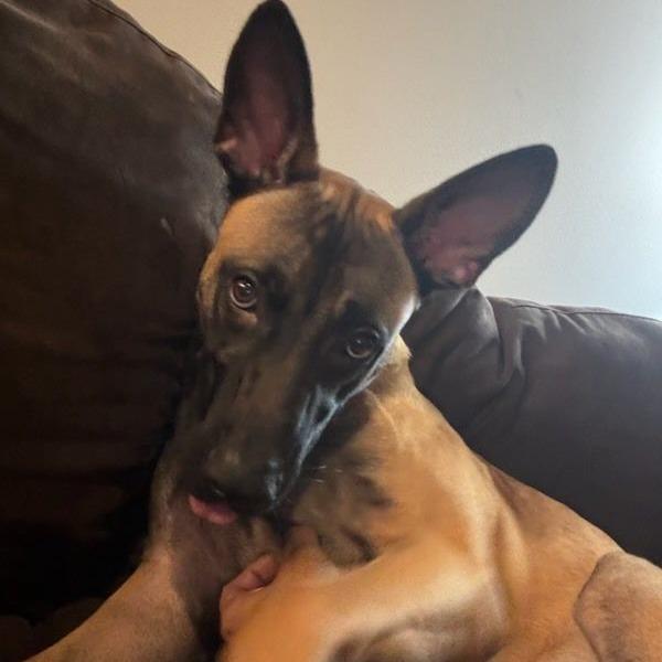 Enlarge Luca, a Adoptable mixed breed in Chester Springs, PA image 2/5