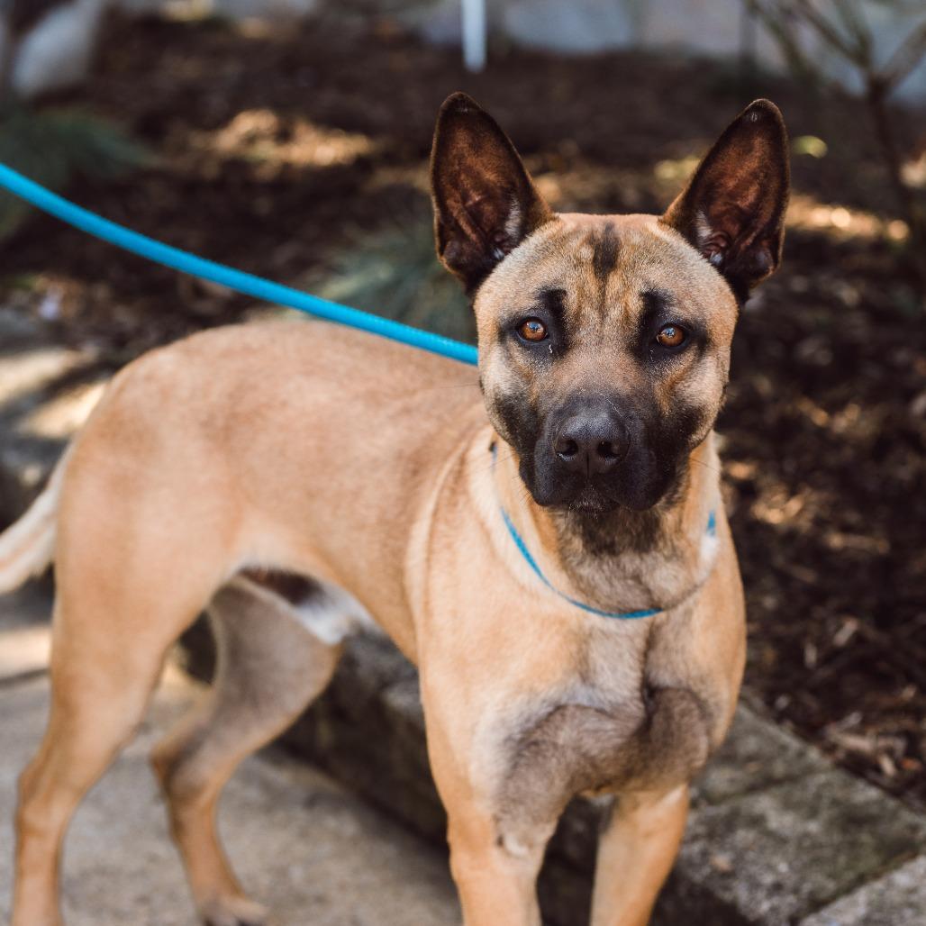 Enlarge Luca, a Adoptable mixed breed in Chester Springs, PA image 5/5