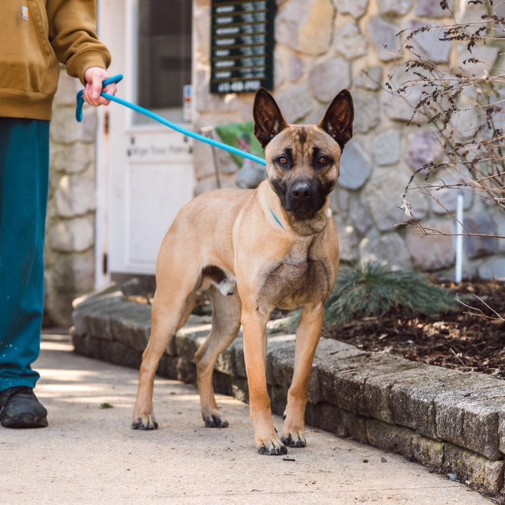 Enlarge Luca, a Adoptable mixed breed in Chester Springs, PA image 1/5