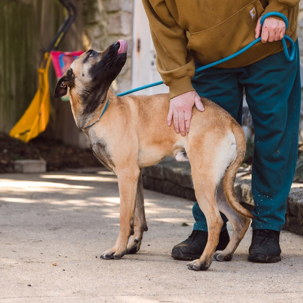 Enlarge Luca, a Adoptable mixed breed in Chester Springs, PA image 3/5