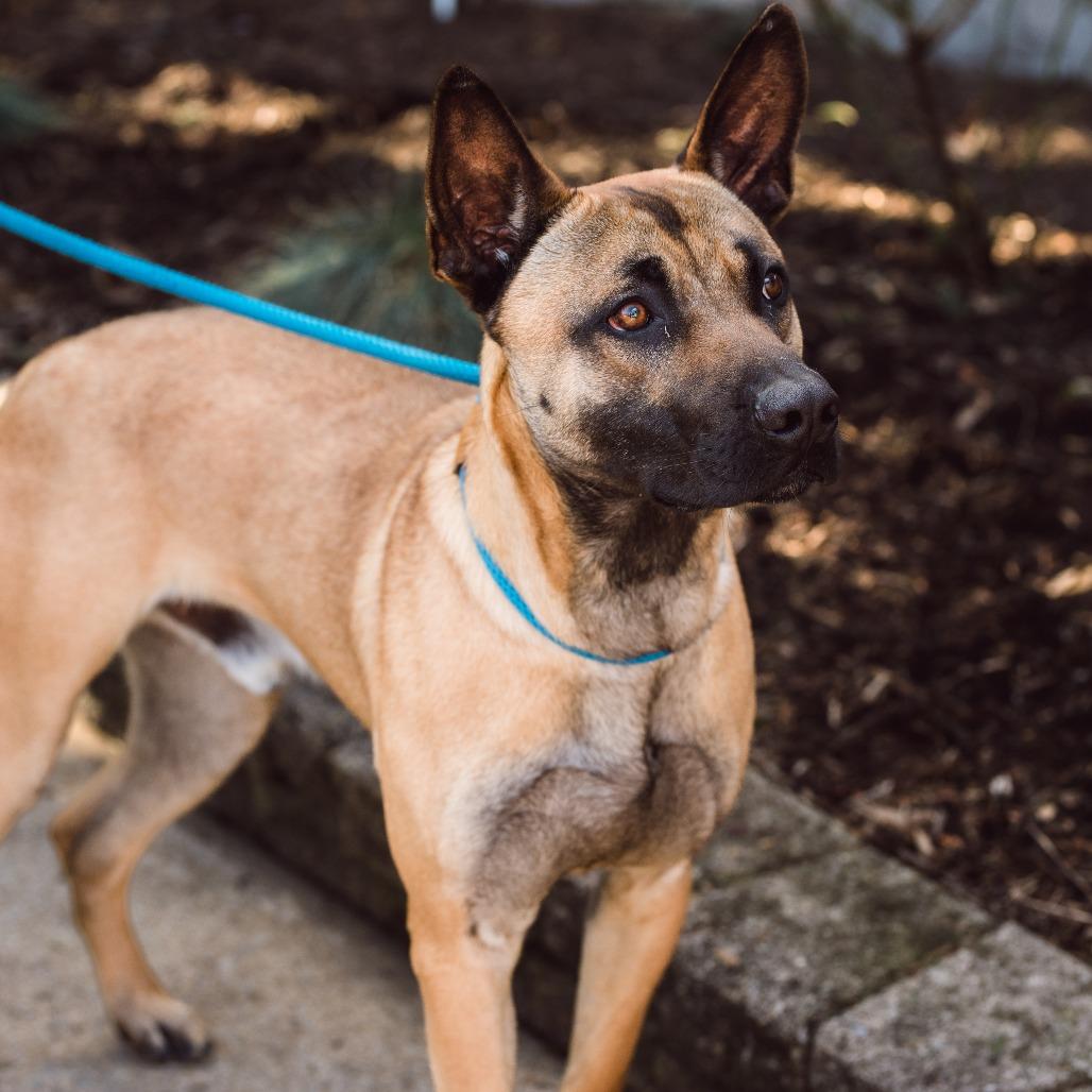 Enlarge Luca, a Adoptable mixed breed in Chester Springs, PA image 4/5
