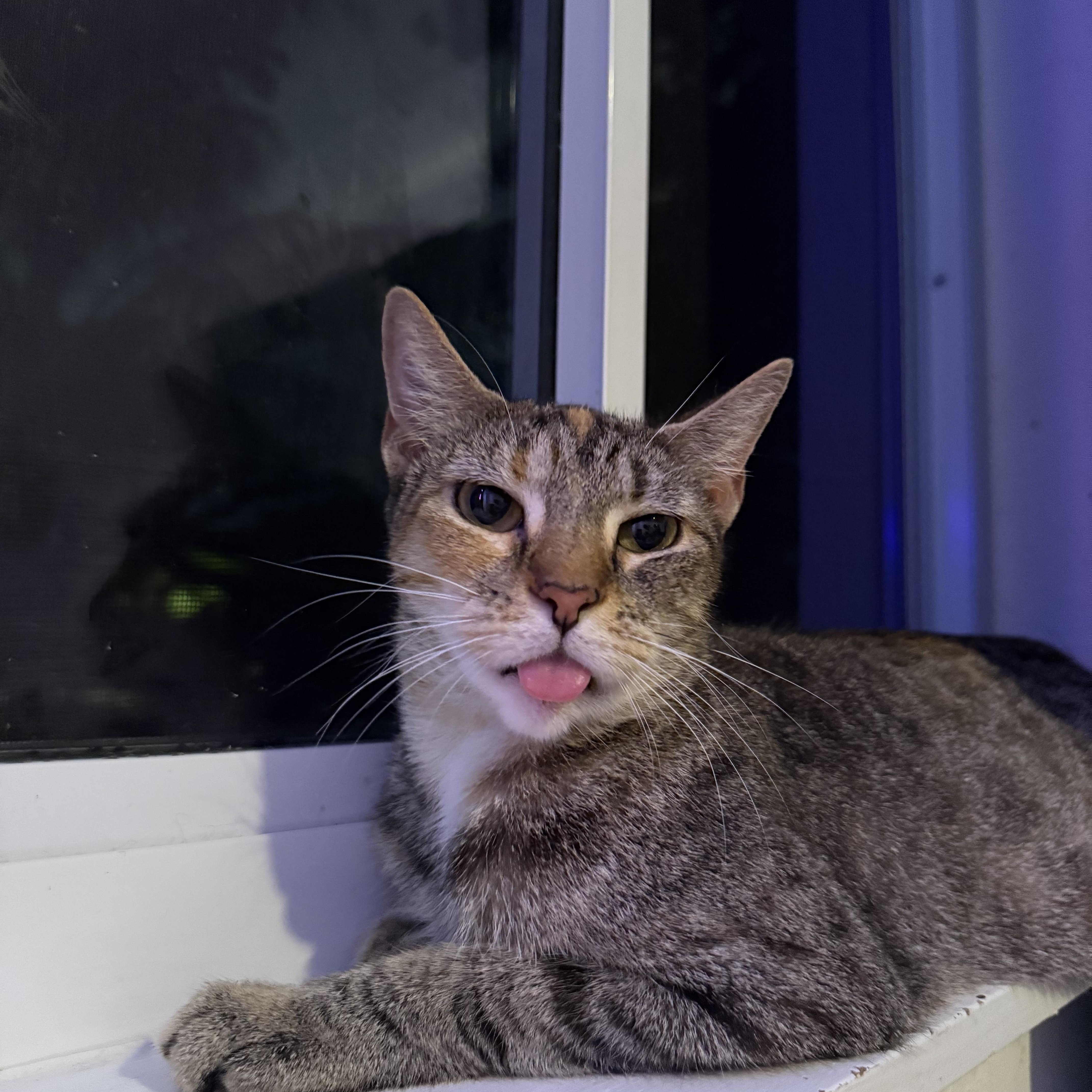 Enlarge Daisy, a Adoptable Domestic Short Hair in Vineyard Haven, MA image 3/6