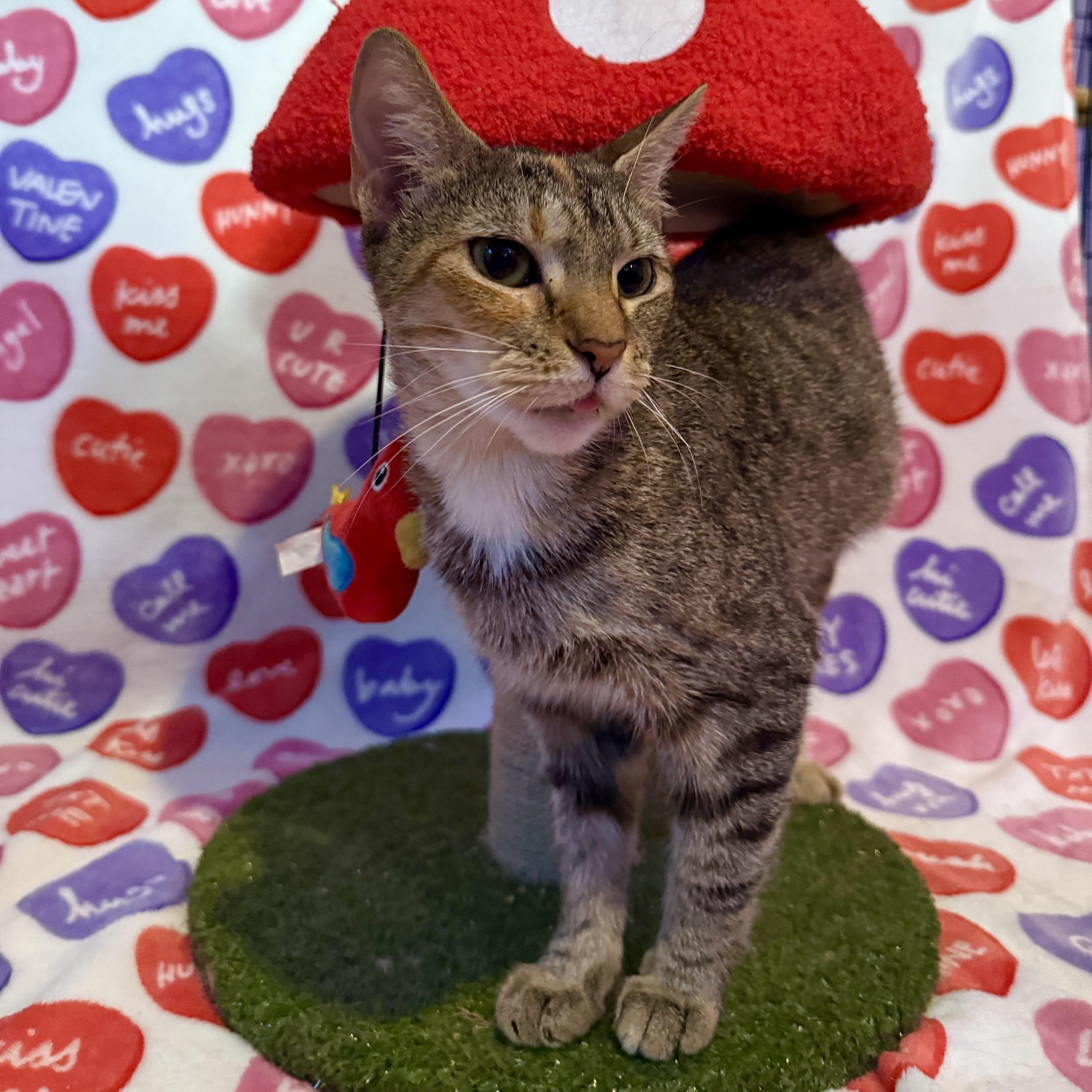 Enlarge Daisy, a Adoptable Domestic Short Hair in Vineyard Haven, MA image 4/6