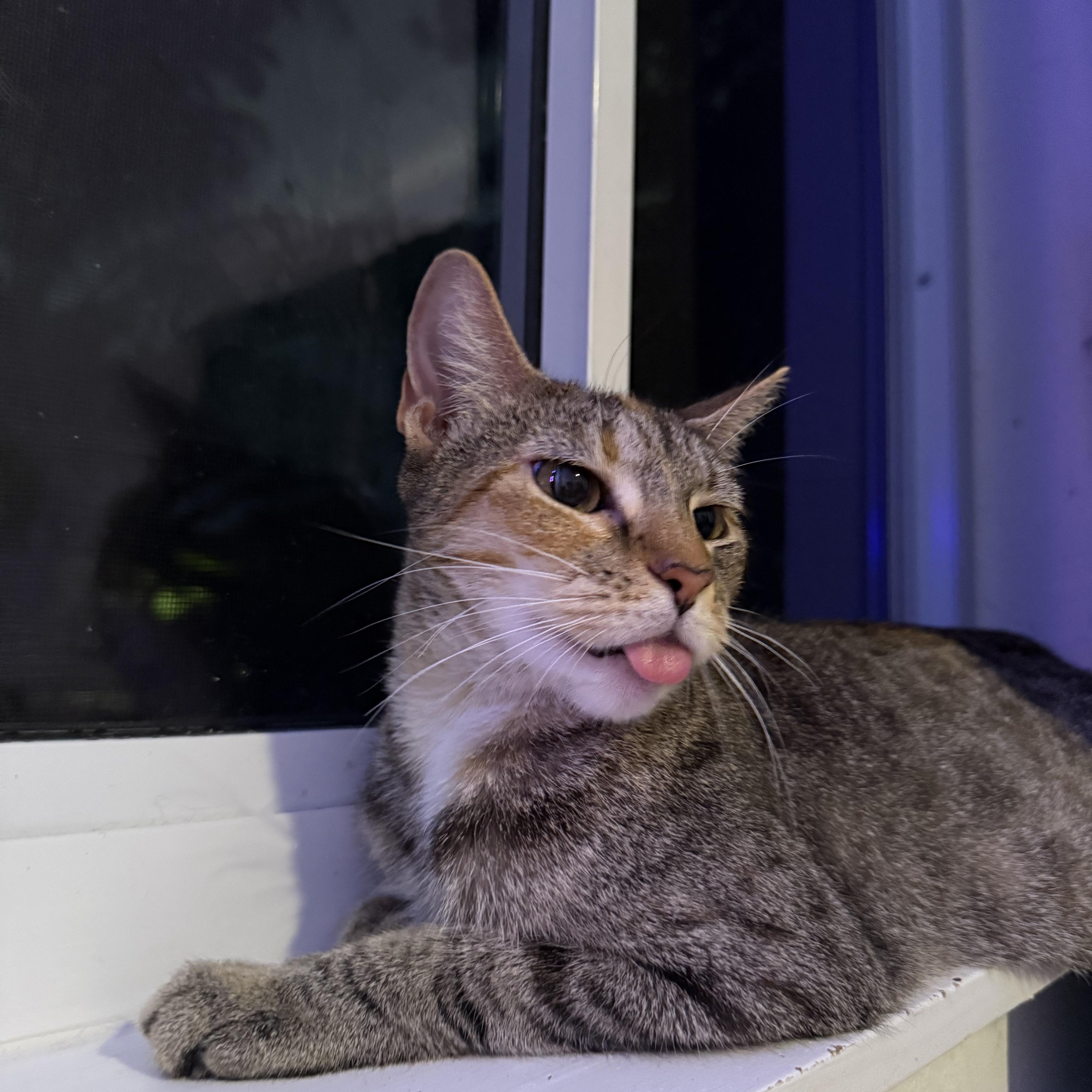 Enlarge Daisy, a Adoptable Domestic Short Hair in Vineyard Haven, MA image 5/6