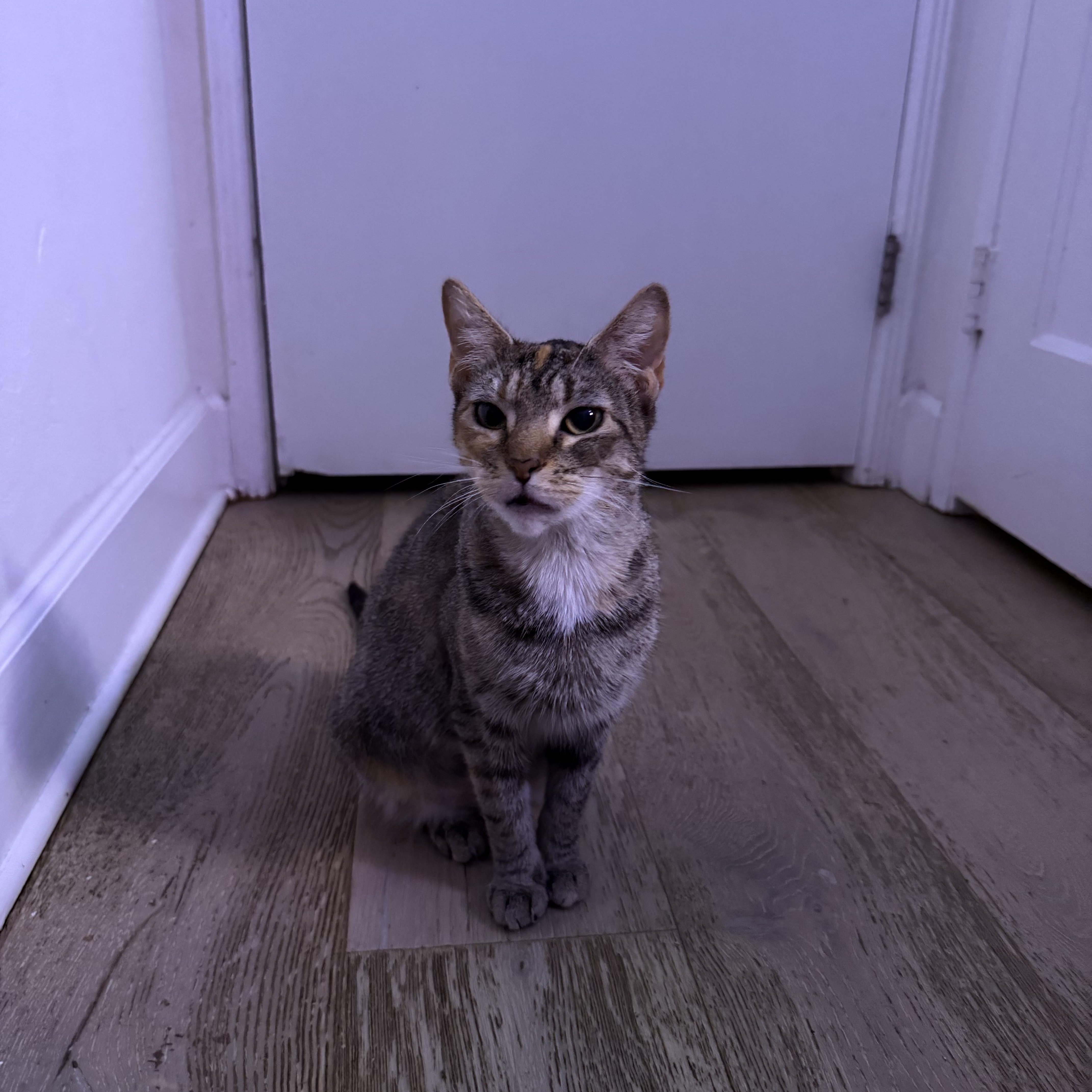 Daisy, Adoptable, Young Female Domestic Short Hair.