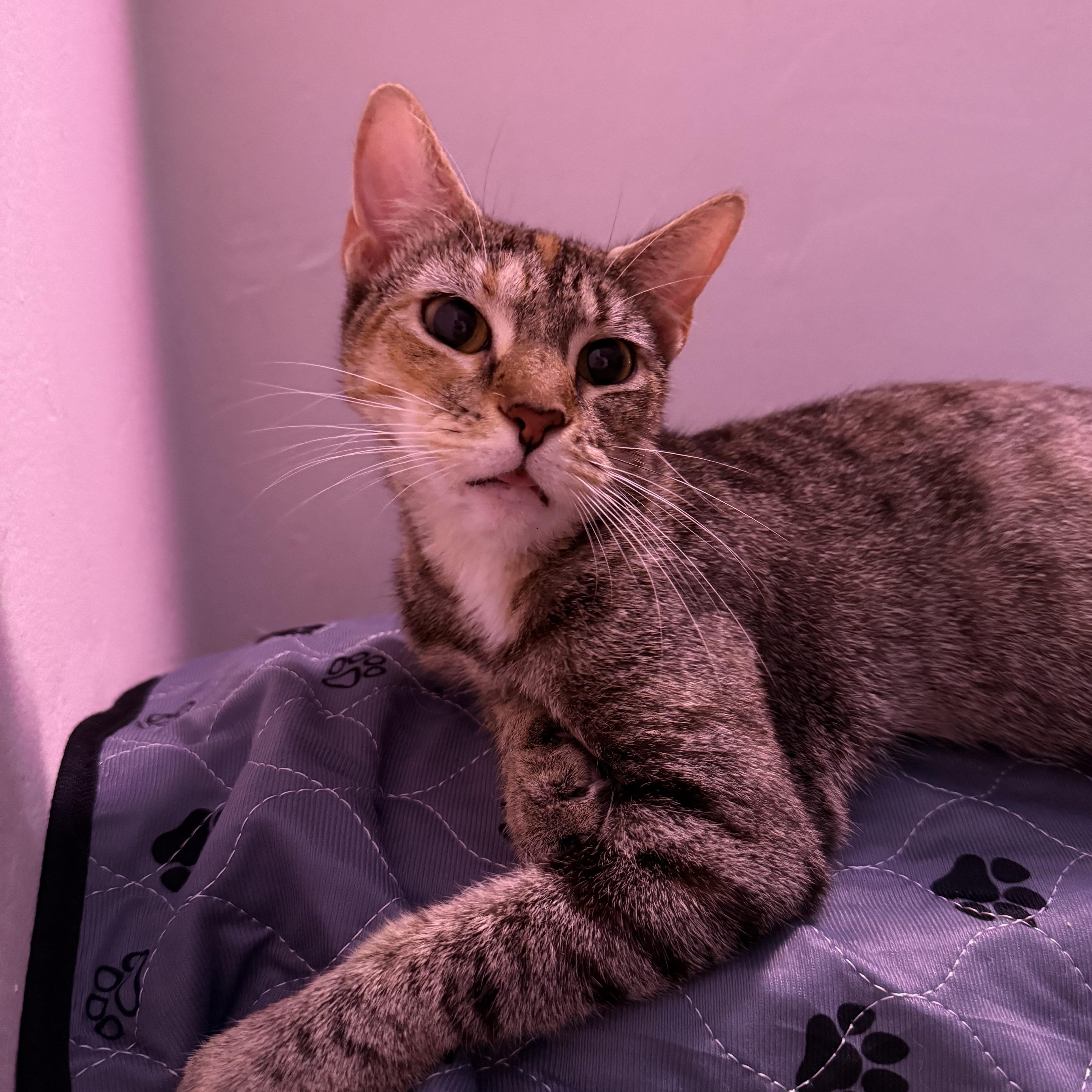 Enlarge Daisy, a Adoptable Domestic Short Hair in Vineyard Haven, MA image 6/6