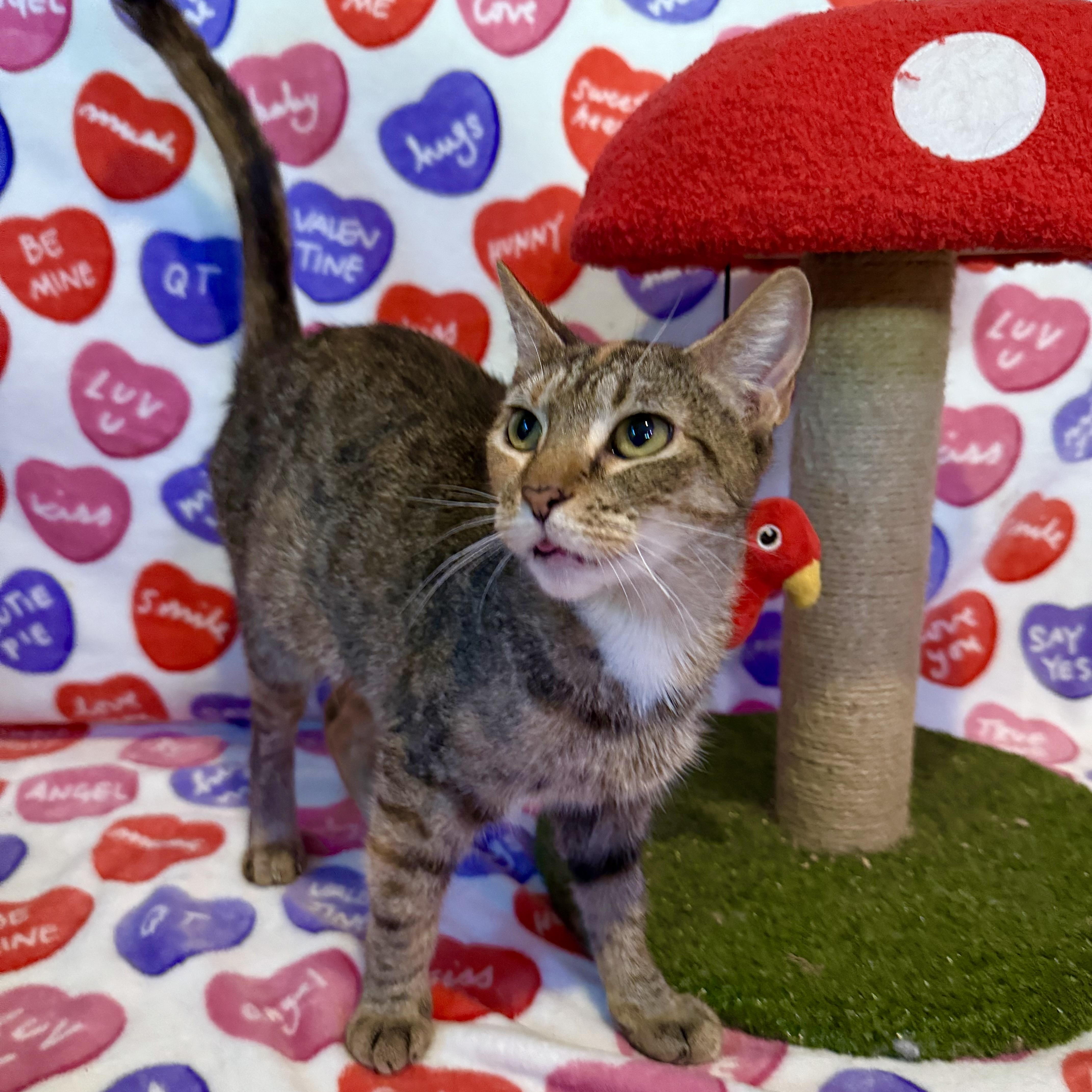 Enlarge Daisy, a Adoptable Domestic Short Hair in Vineyard Haven, MA image 1/6